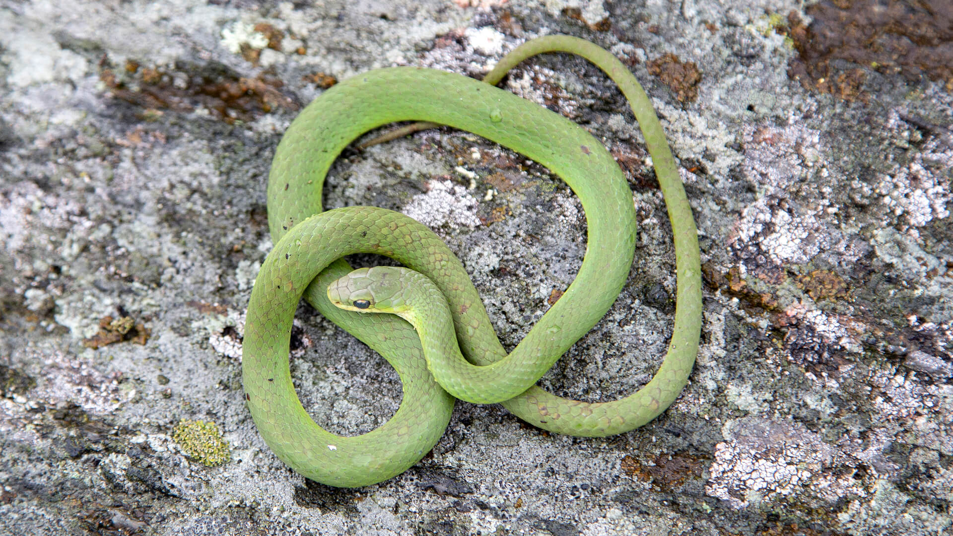 Smooth Green Snake
