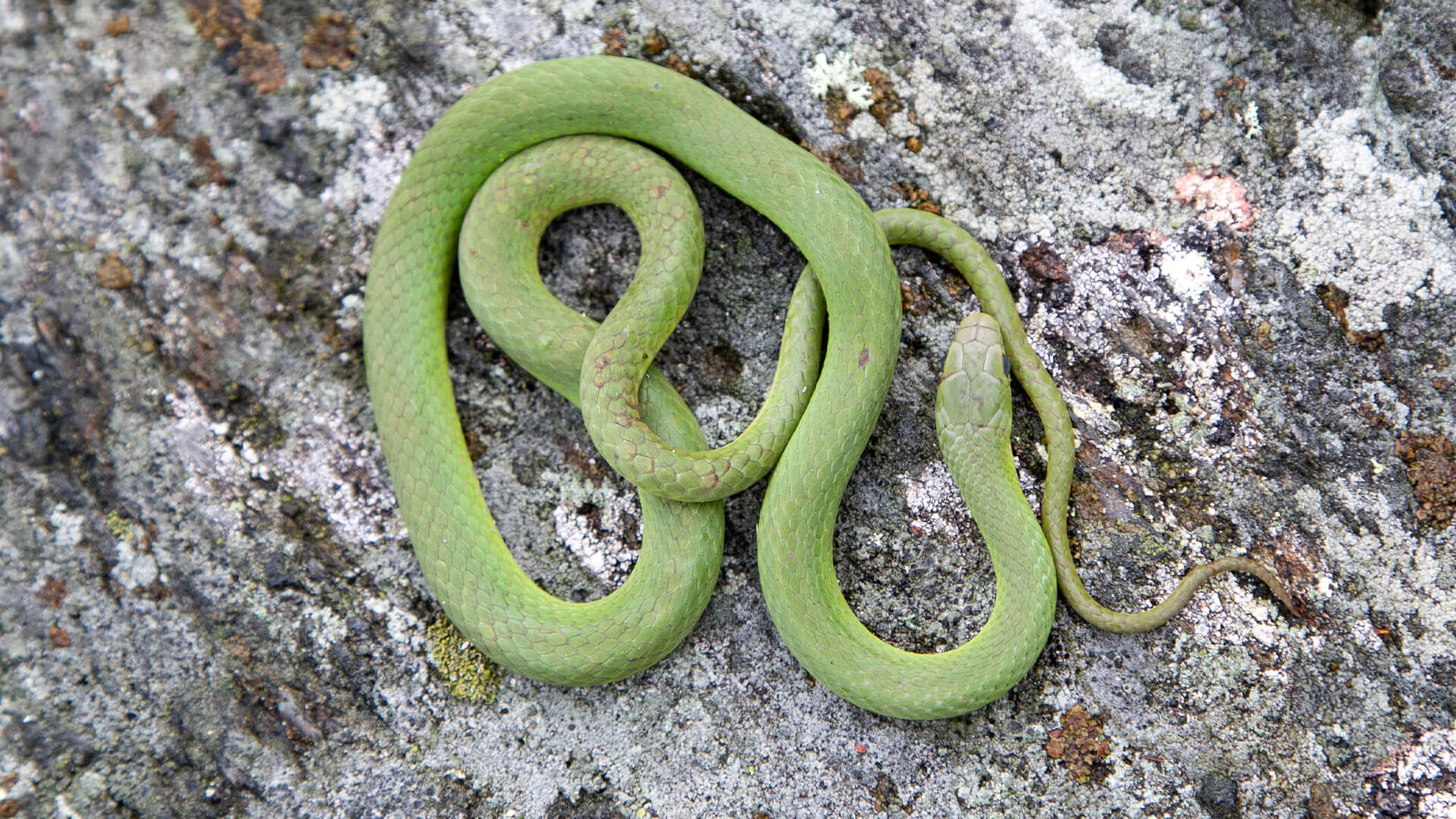 Smooth Green Snake
