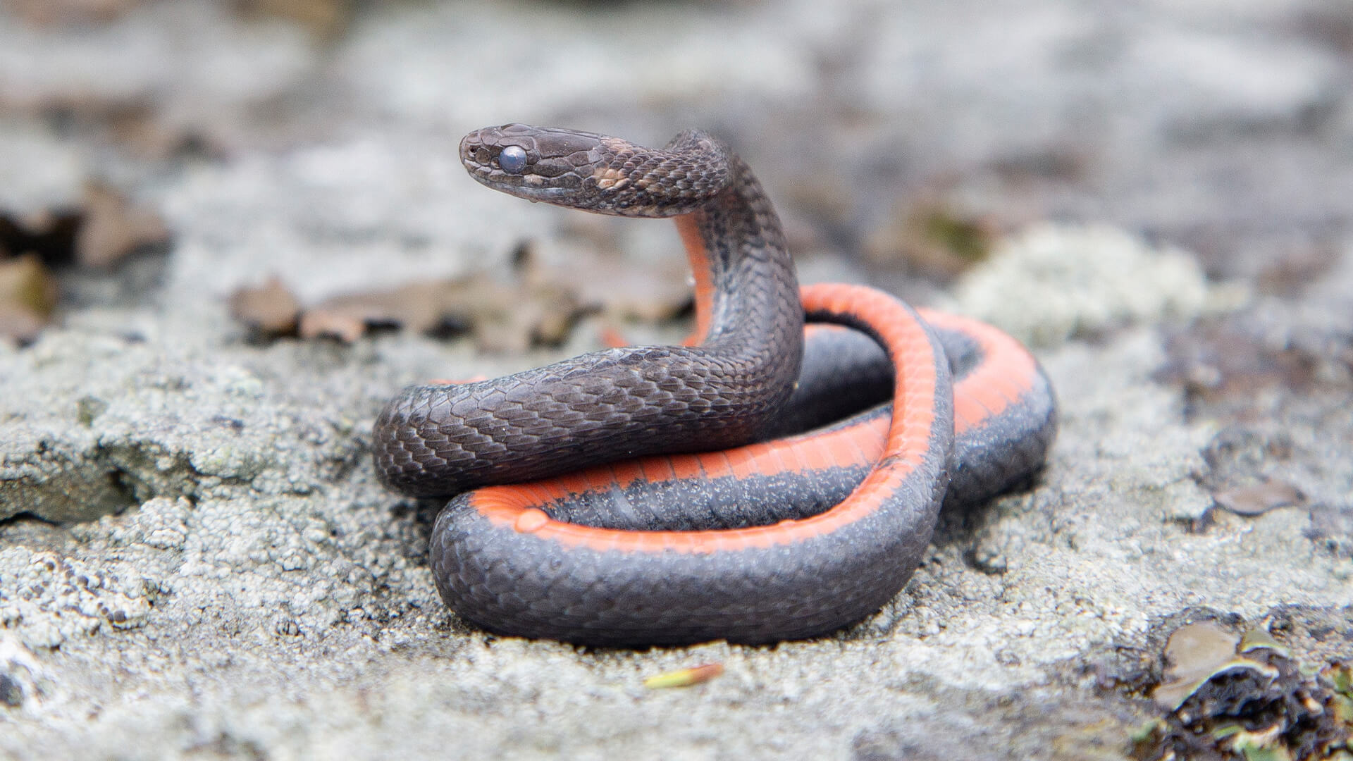 Northern Redbelly Snake