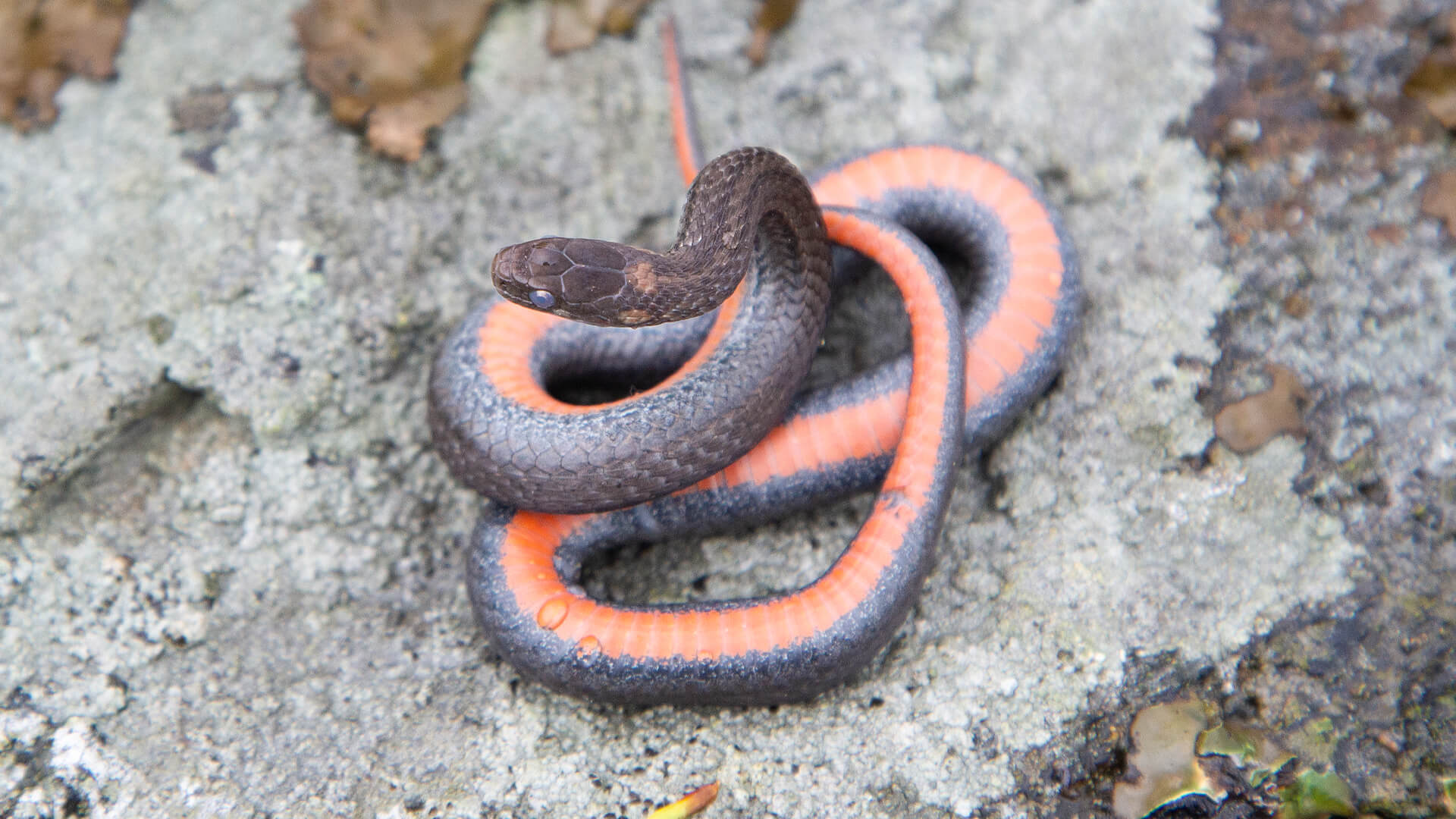 Northern Redbelly Snake
