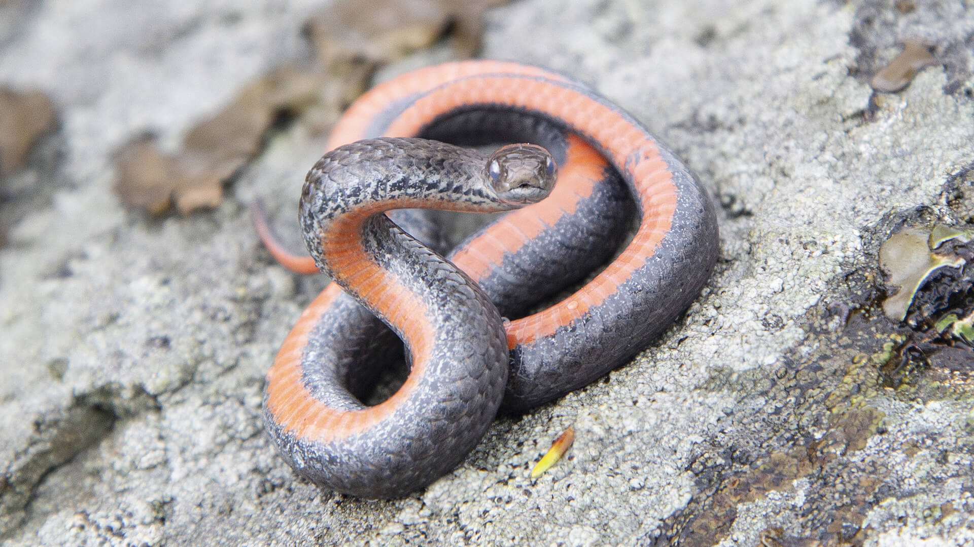 Northern Redbelly Snake