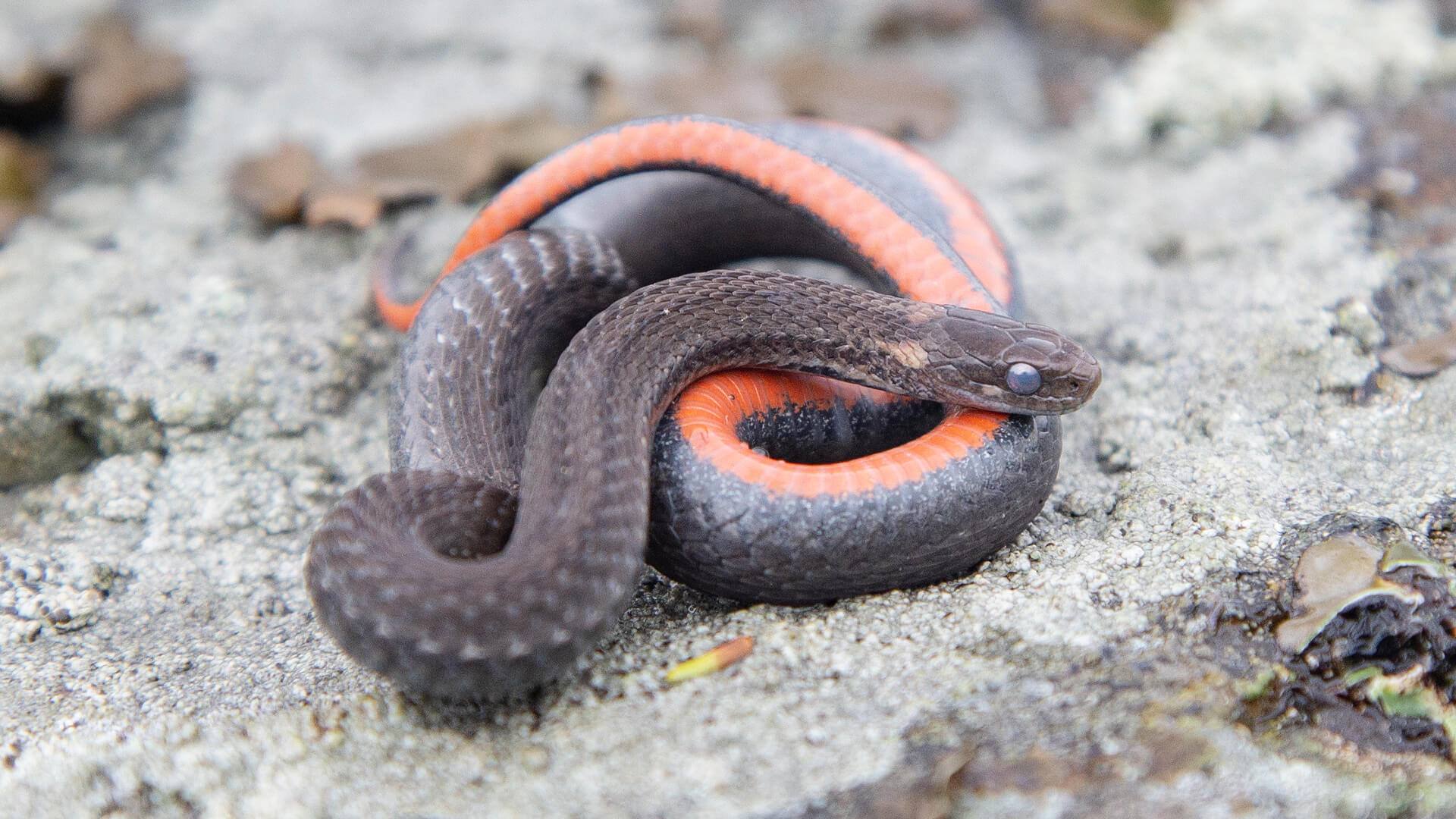 Northern Redbelly Snake