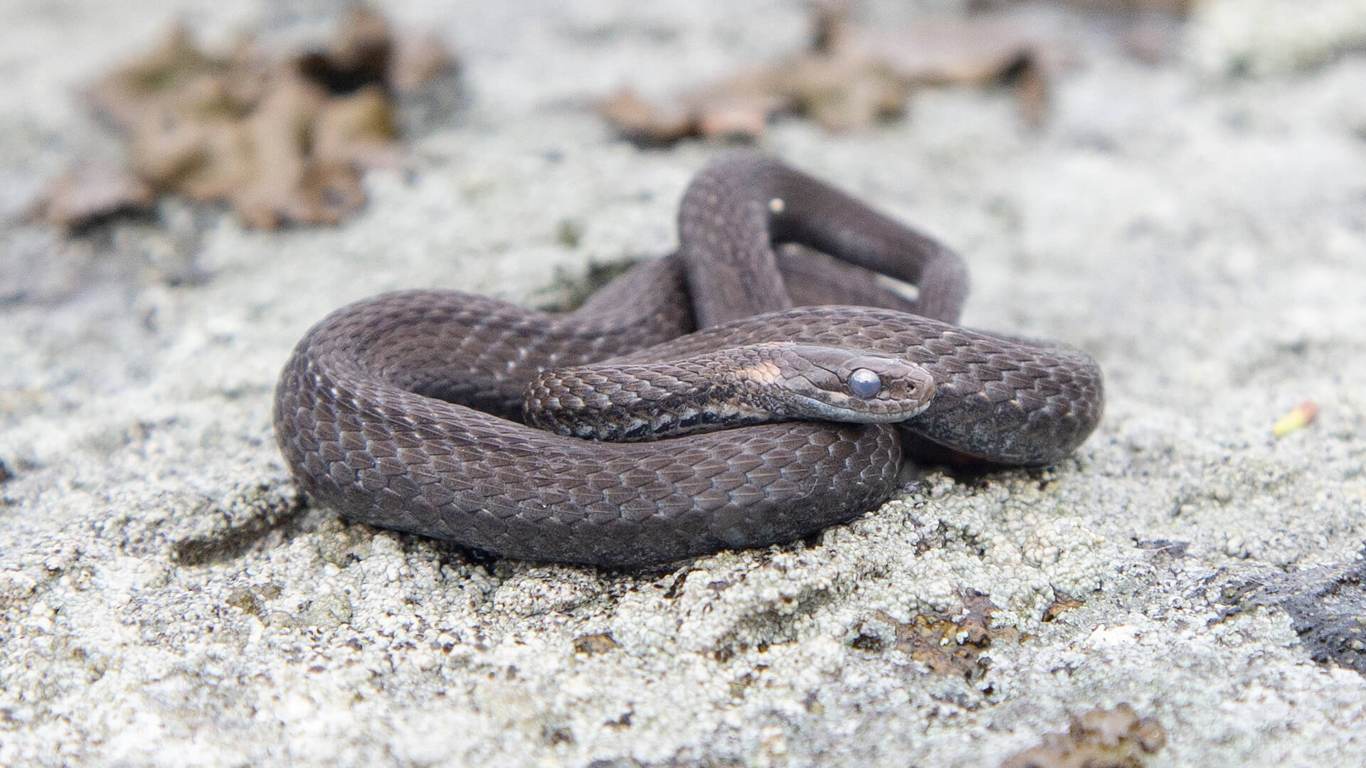Northern Redbelly Snake