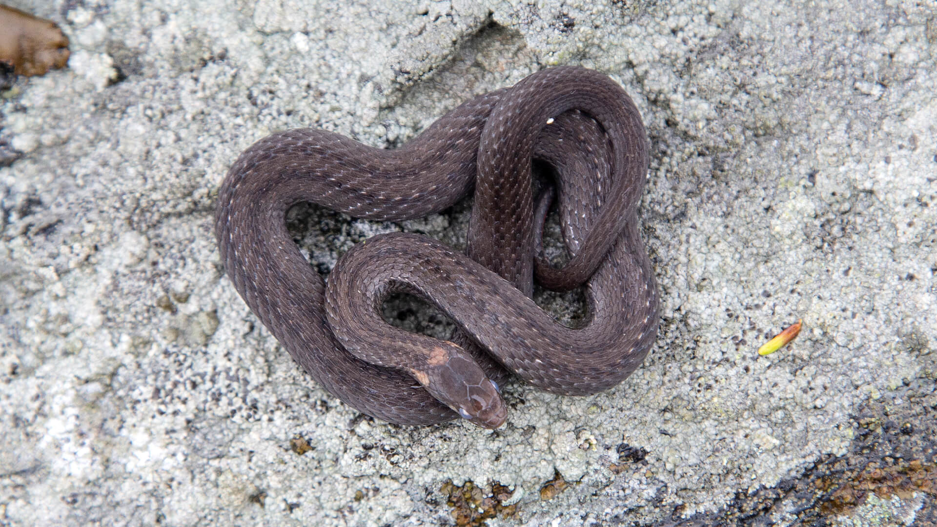 Northern Redbelly Snake