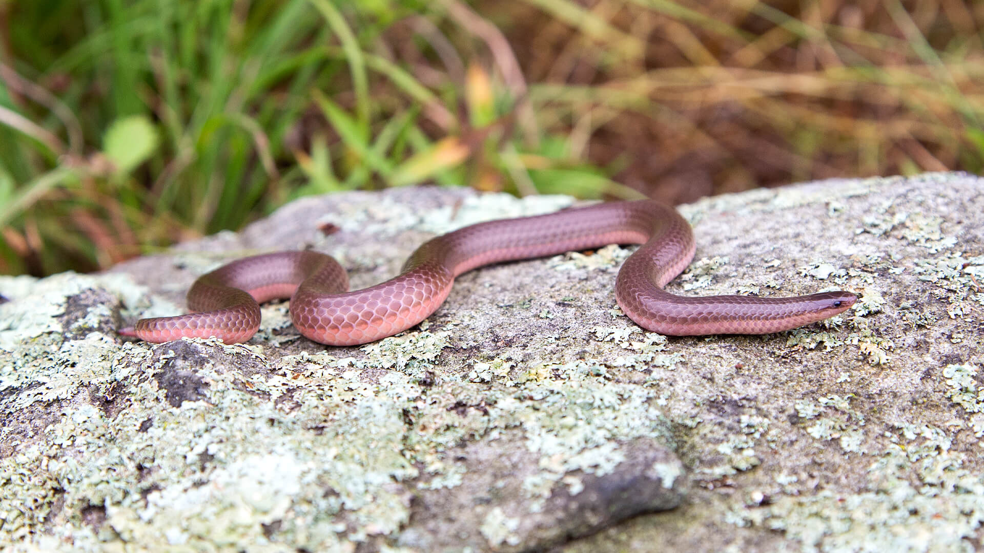 Eastern Worm Snake