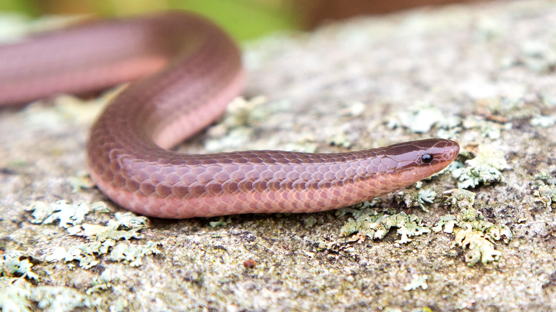 Eastern Worm Snake