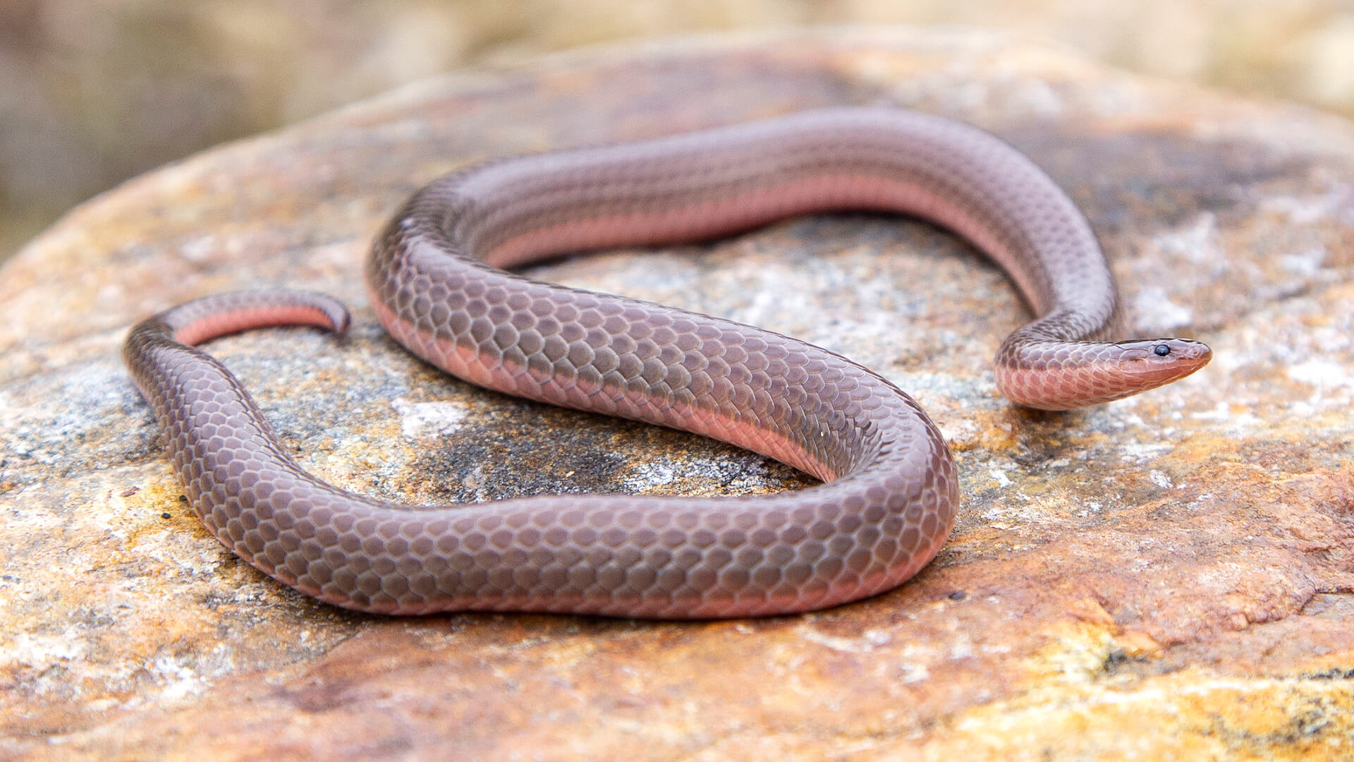Eastern Worm Snake