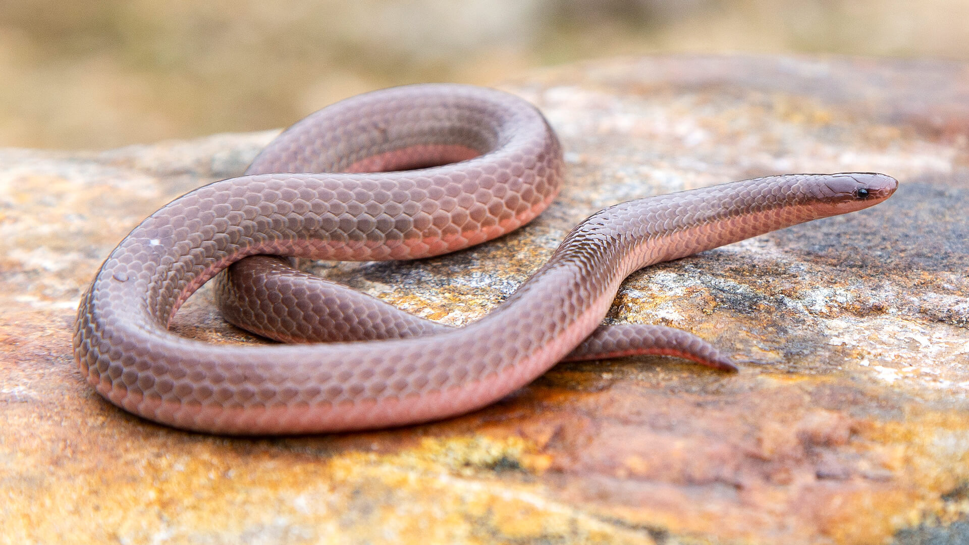 Eastern Worm Snake