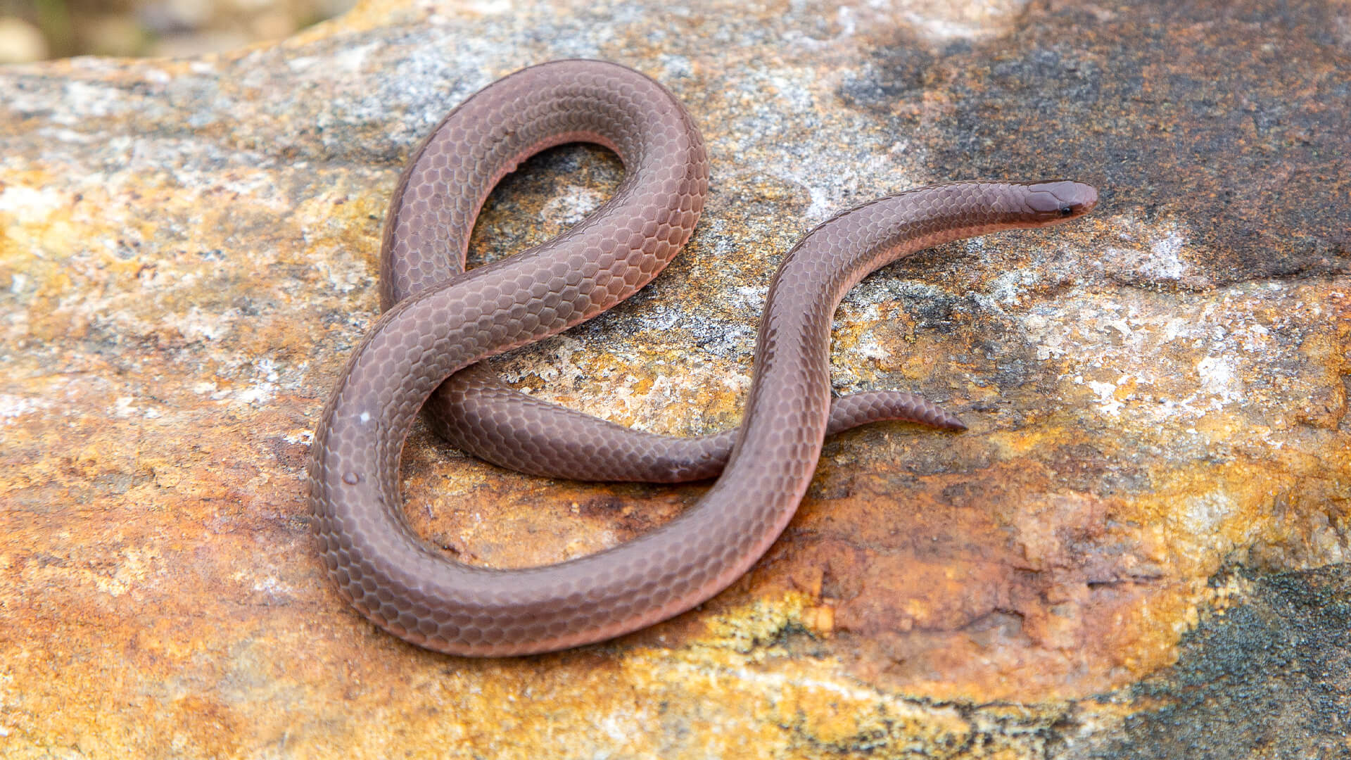 Eastern Worm Snake