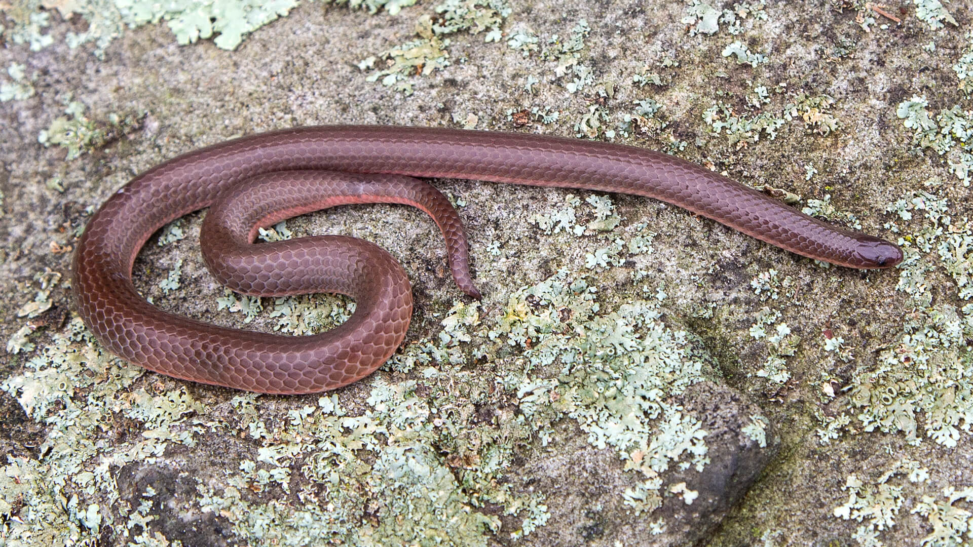 Eastern Worm Snake