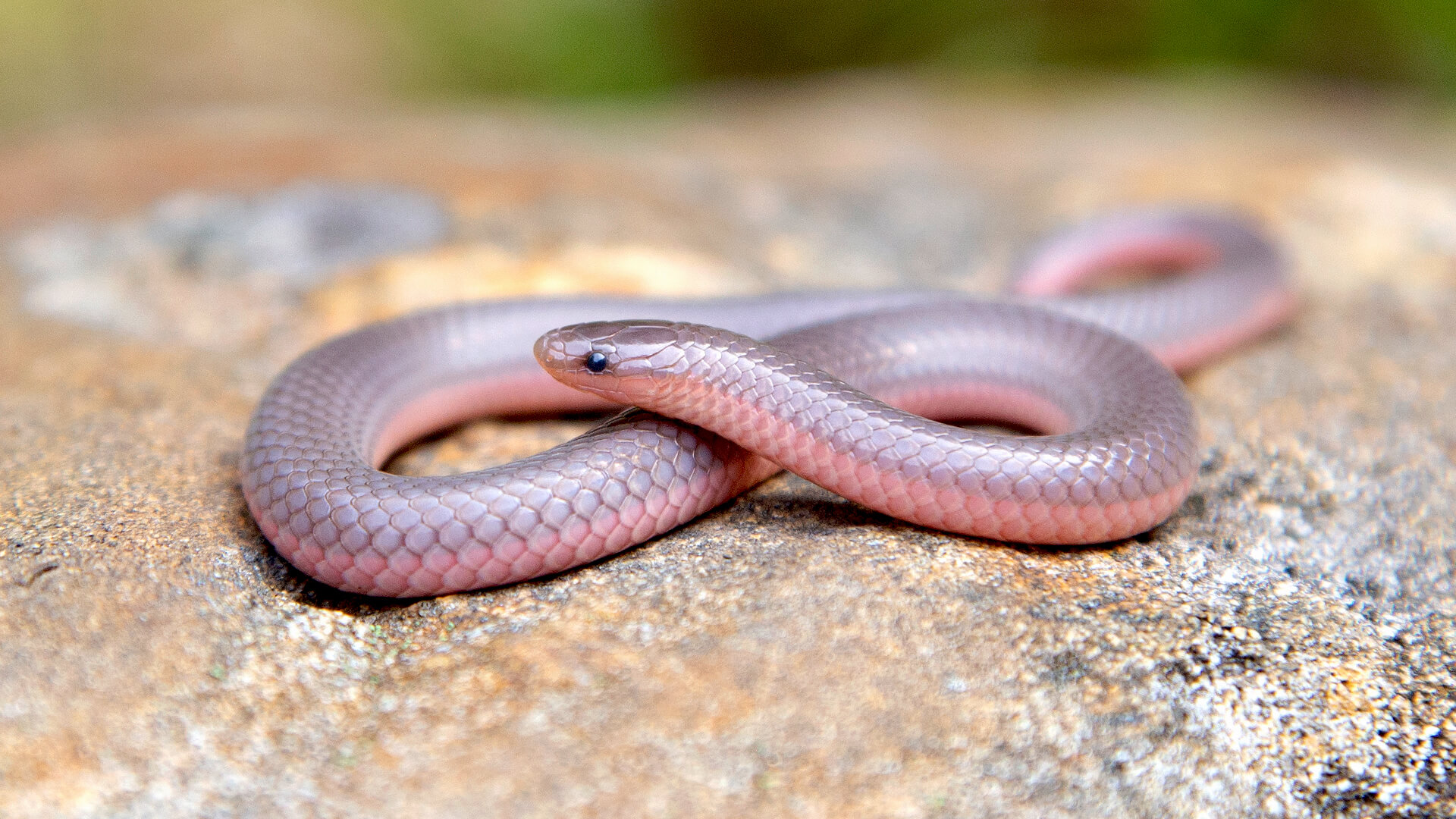 Eastern Worm Snake