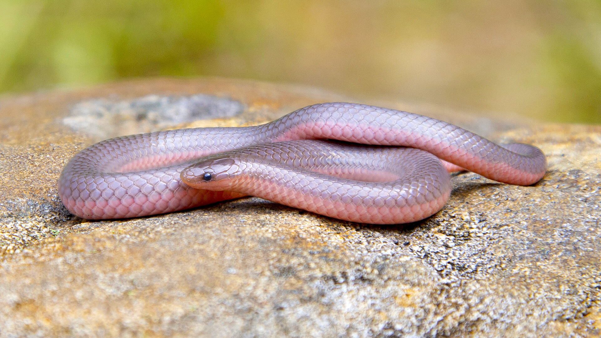 Eastern Worm Snake