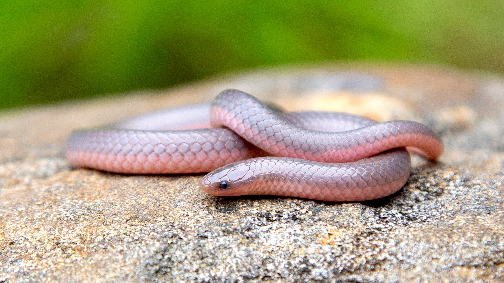 Eastern Worm Snake
