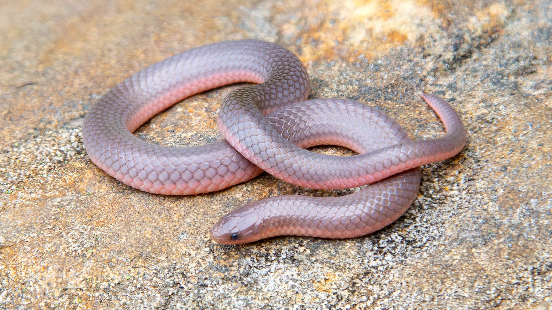 Eastern Worm Snake