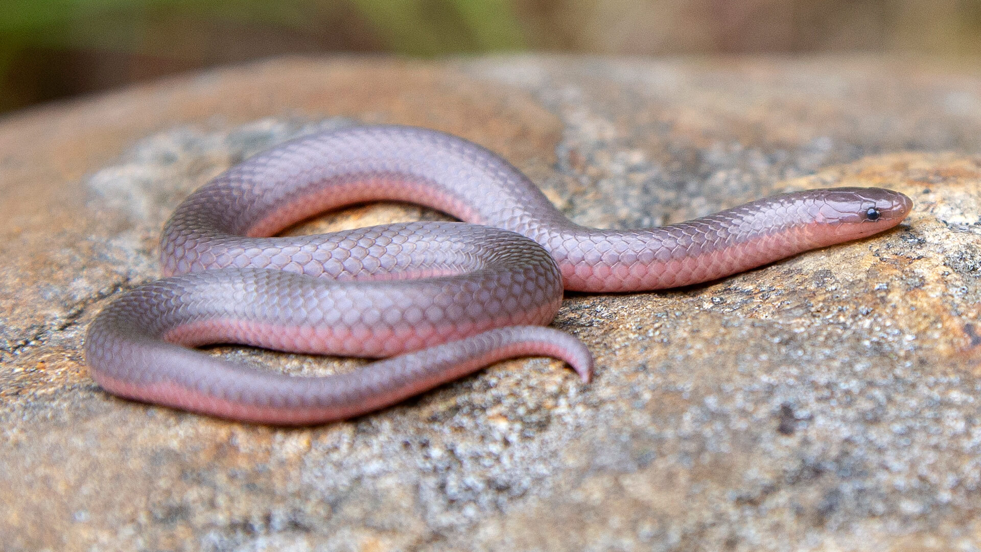 Eastern Worm Snake