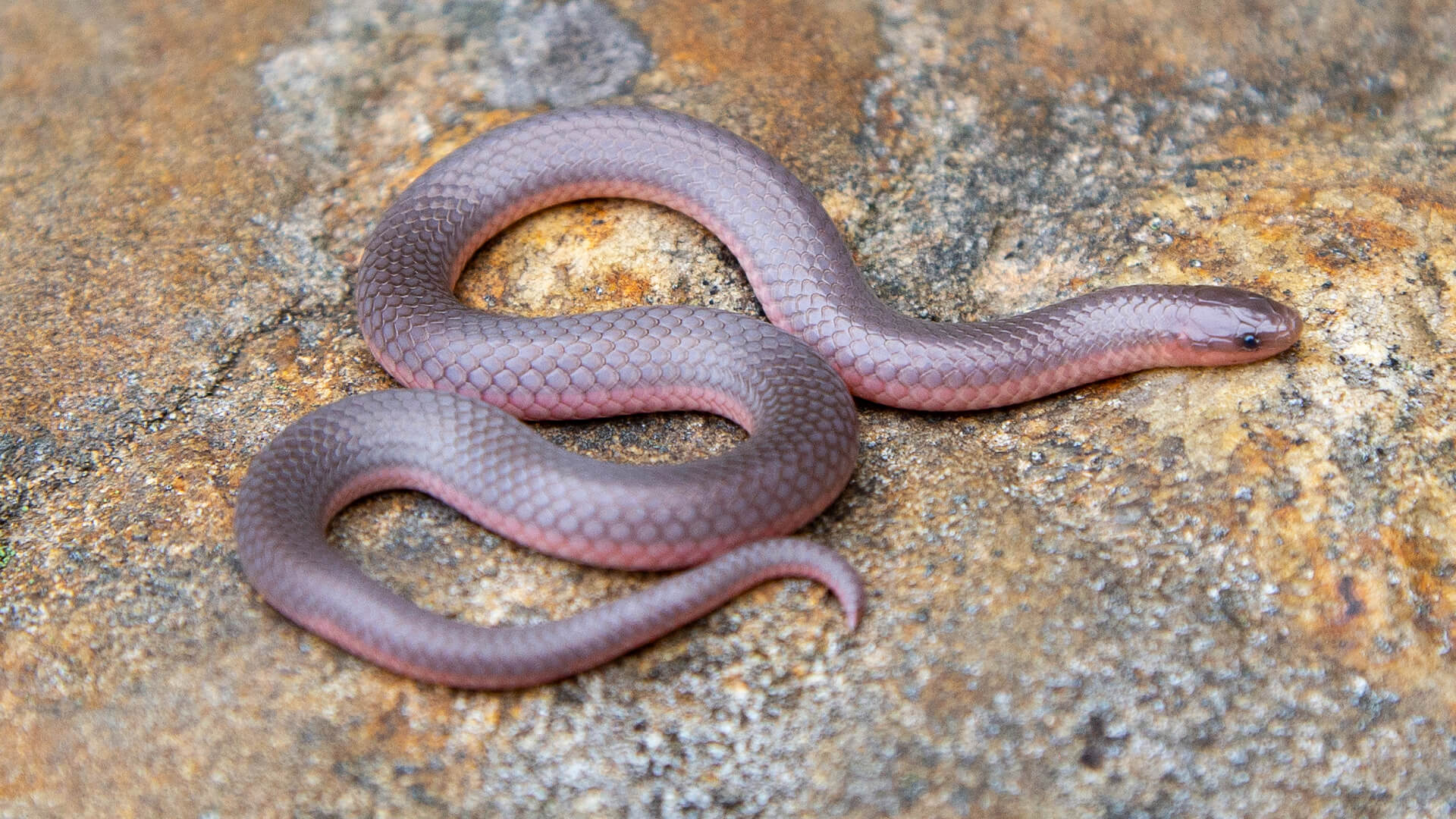 Eastern Worm Snake