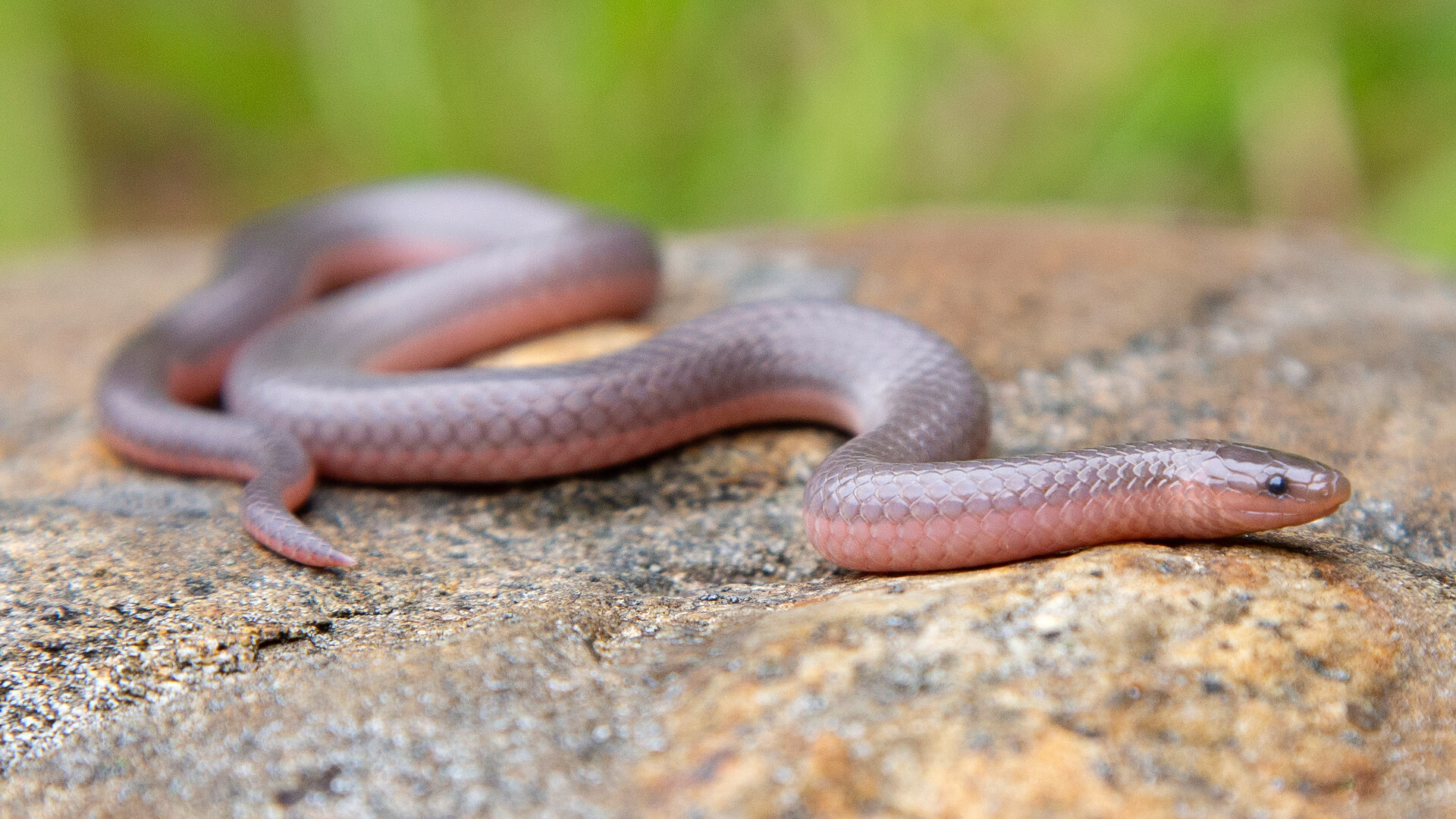 Eastern Worm Snake