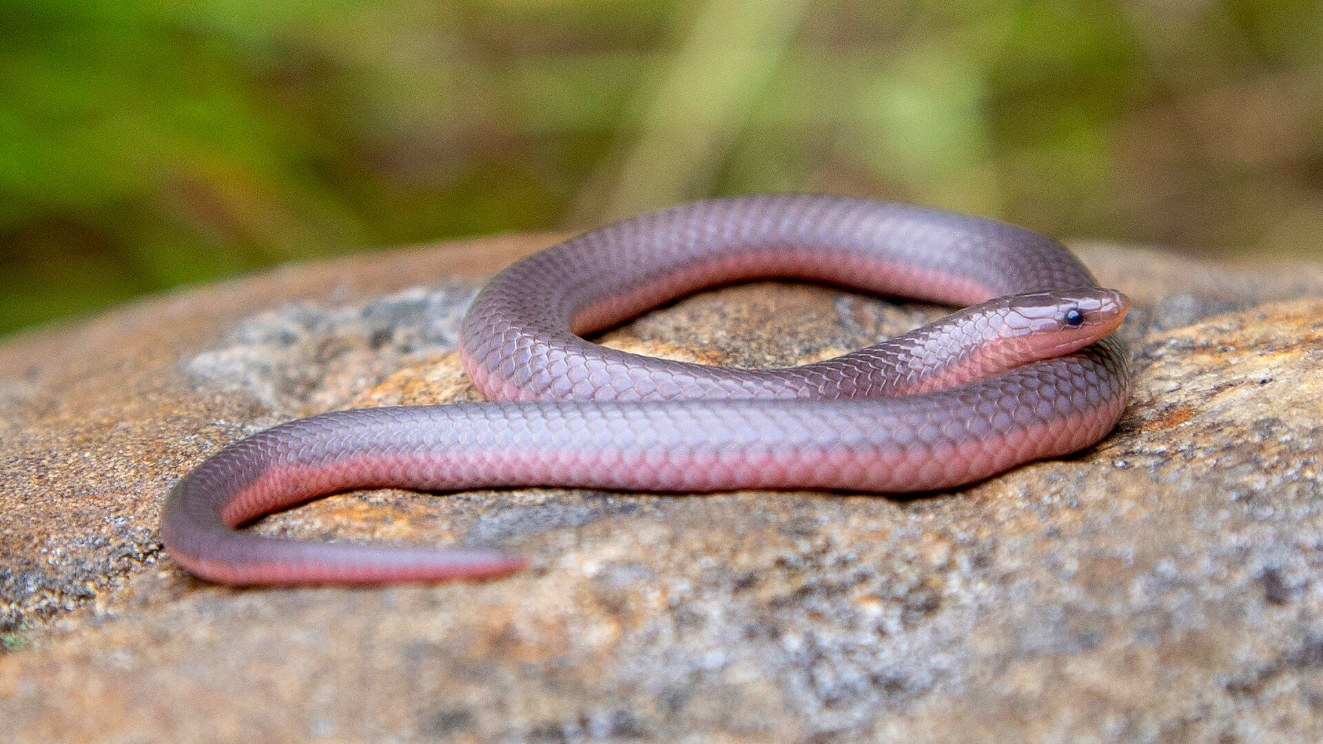 Eastern Worm Snake
