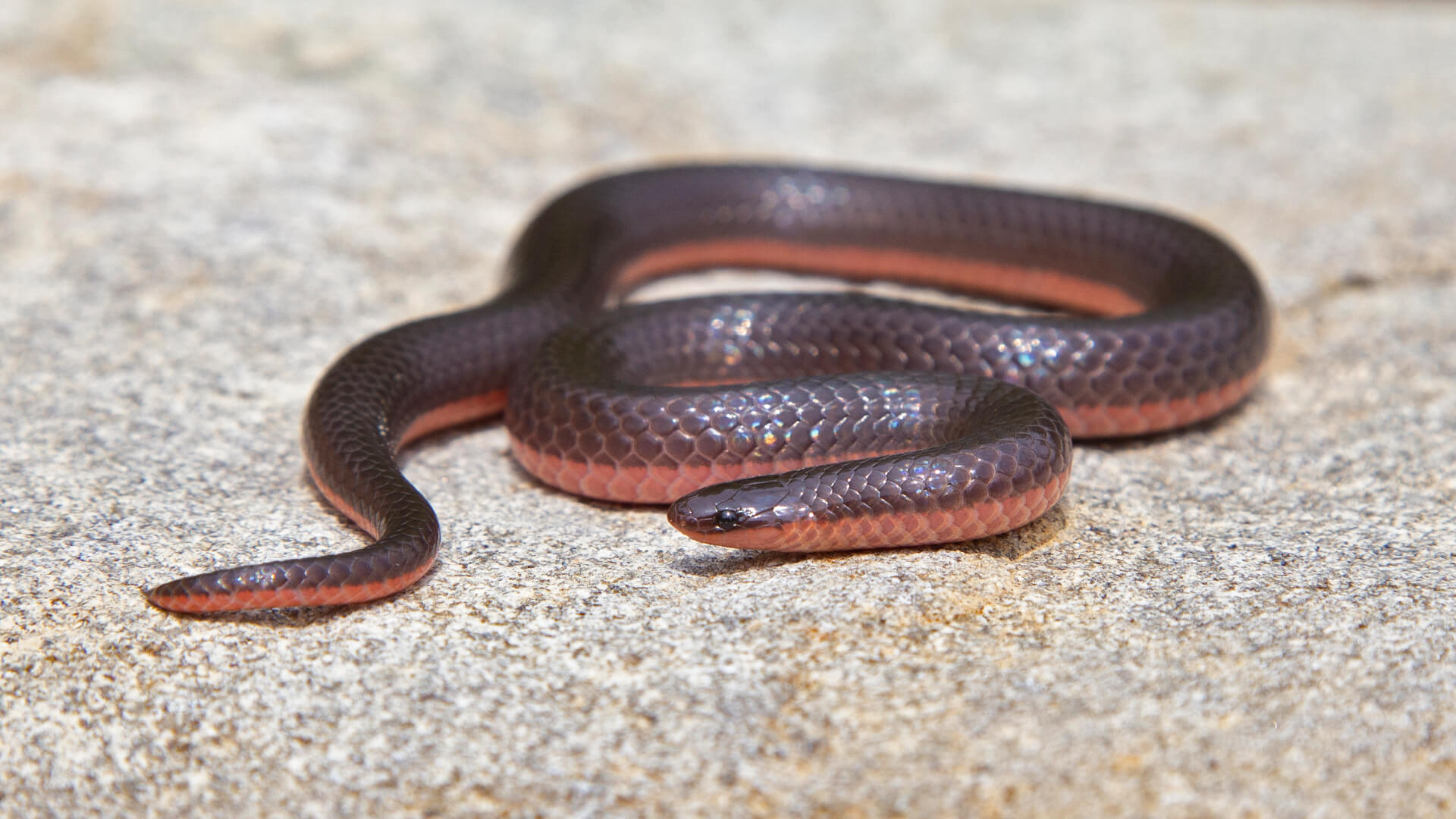Eastern Worm Snake