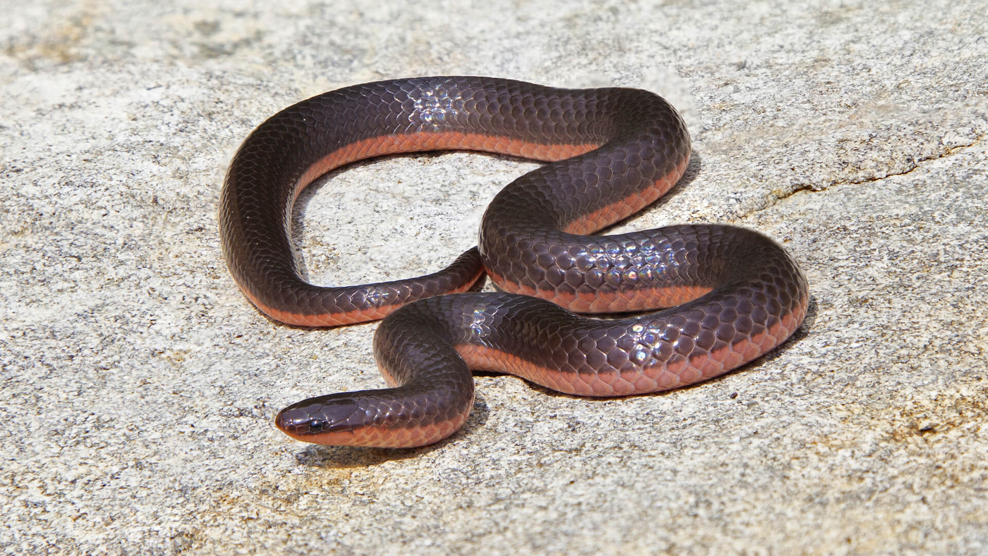 Eastern Worm Snake