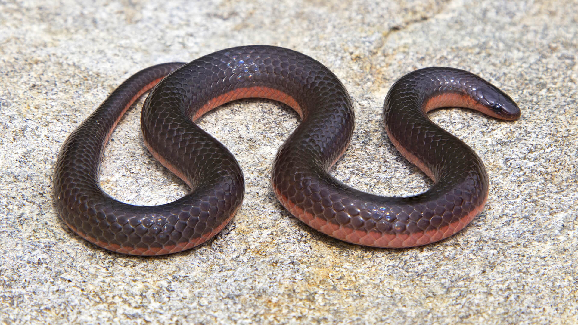 Eastern Worm Snake