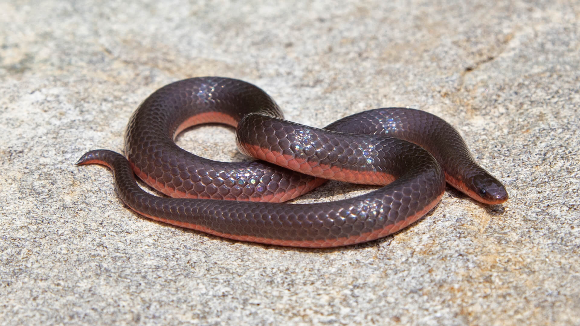 Eastern Worm Snake