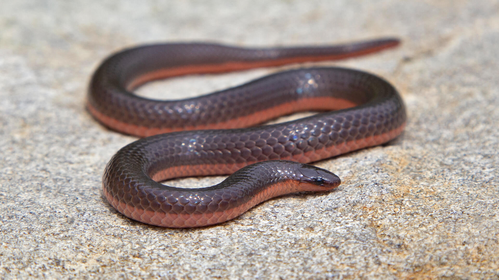 Eastern Worm Snake