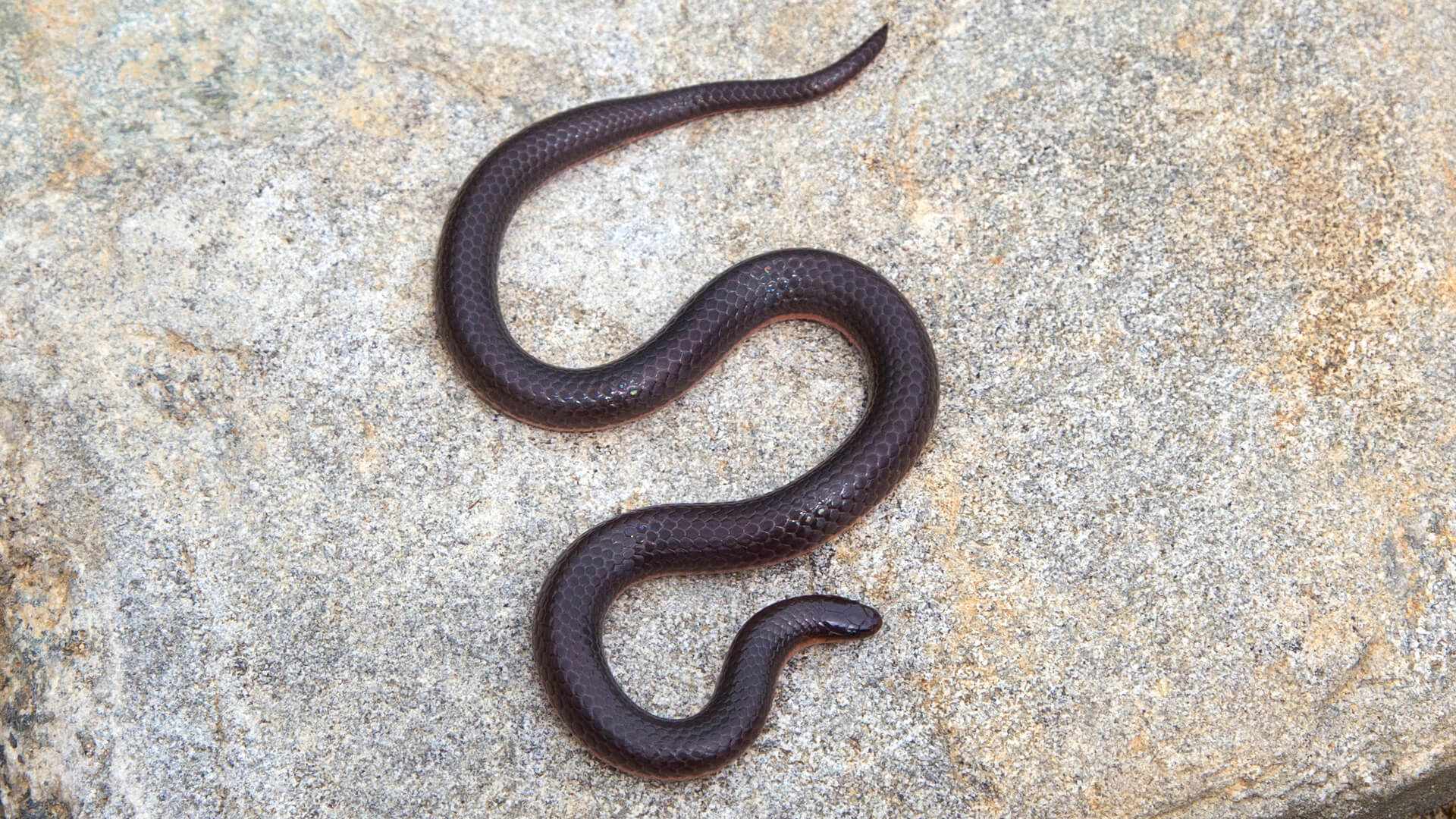 Eastern Worm Snake