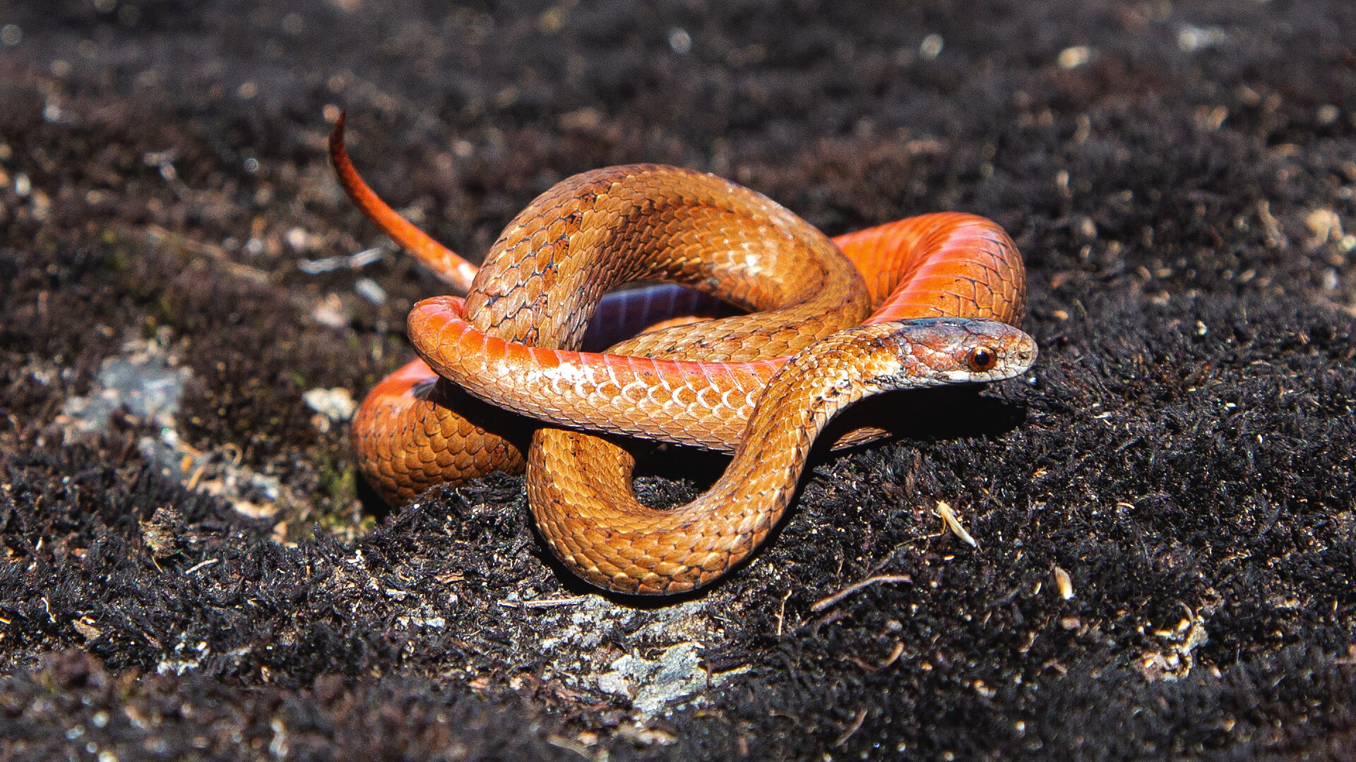 Northern Redbelly Snake