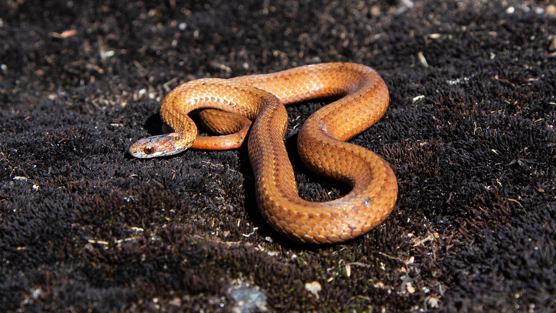 Northern Redbelly Snake
