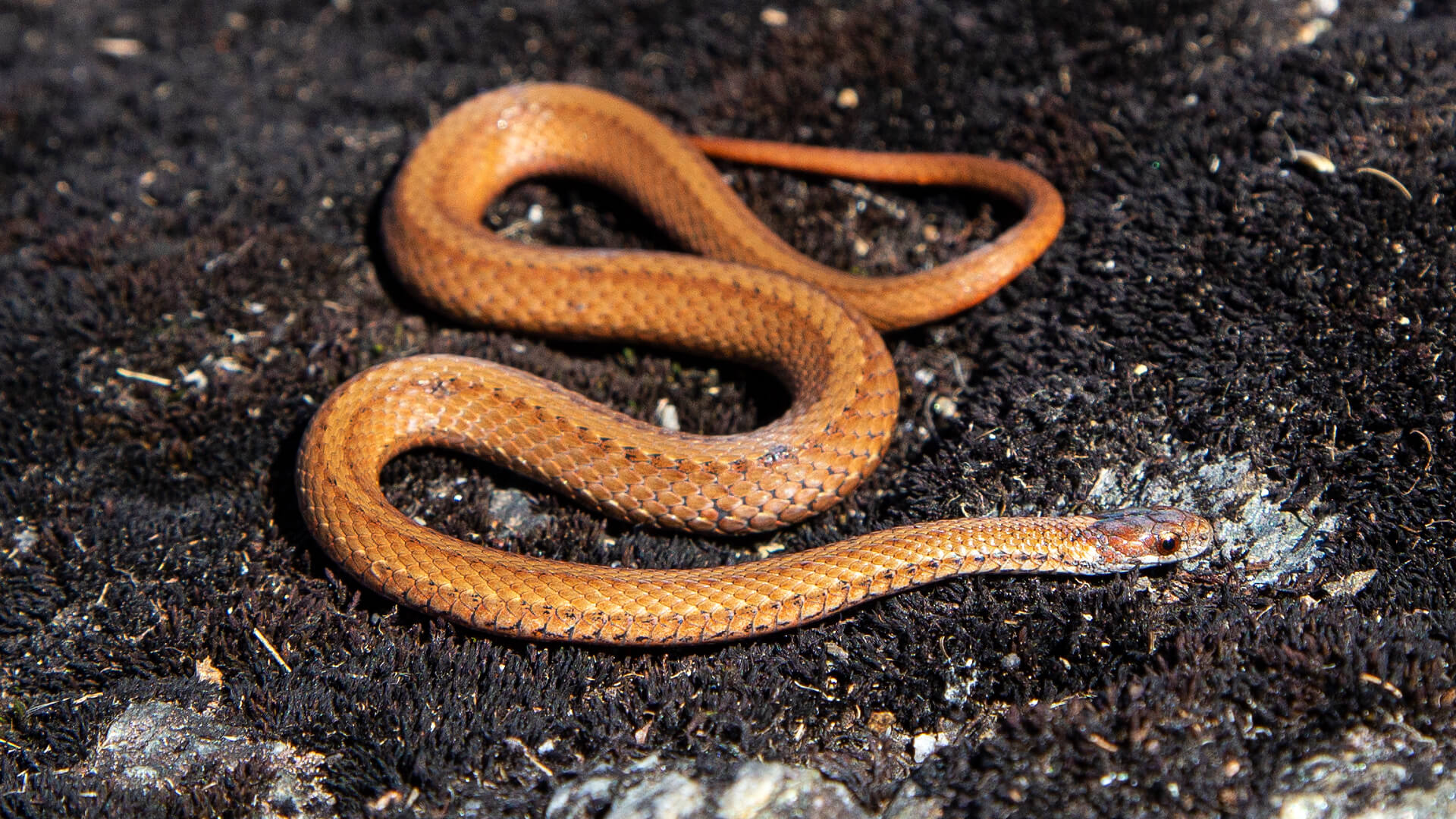 Northern Redbelly Snake