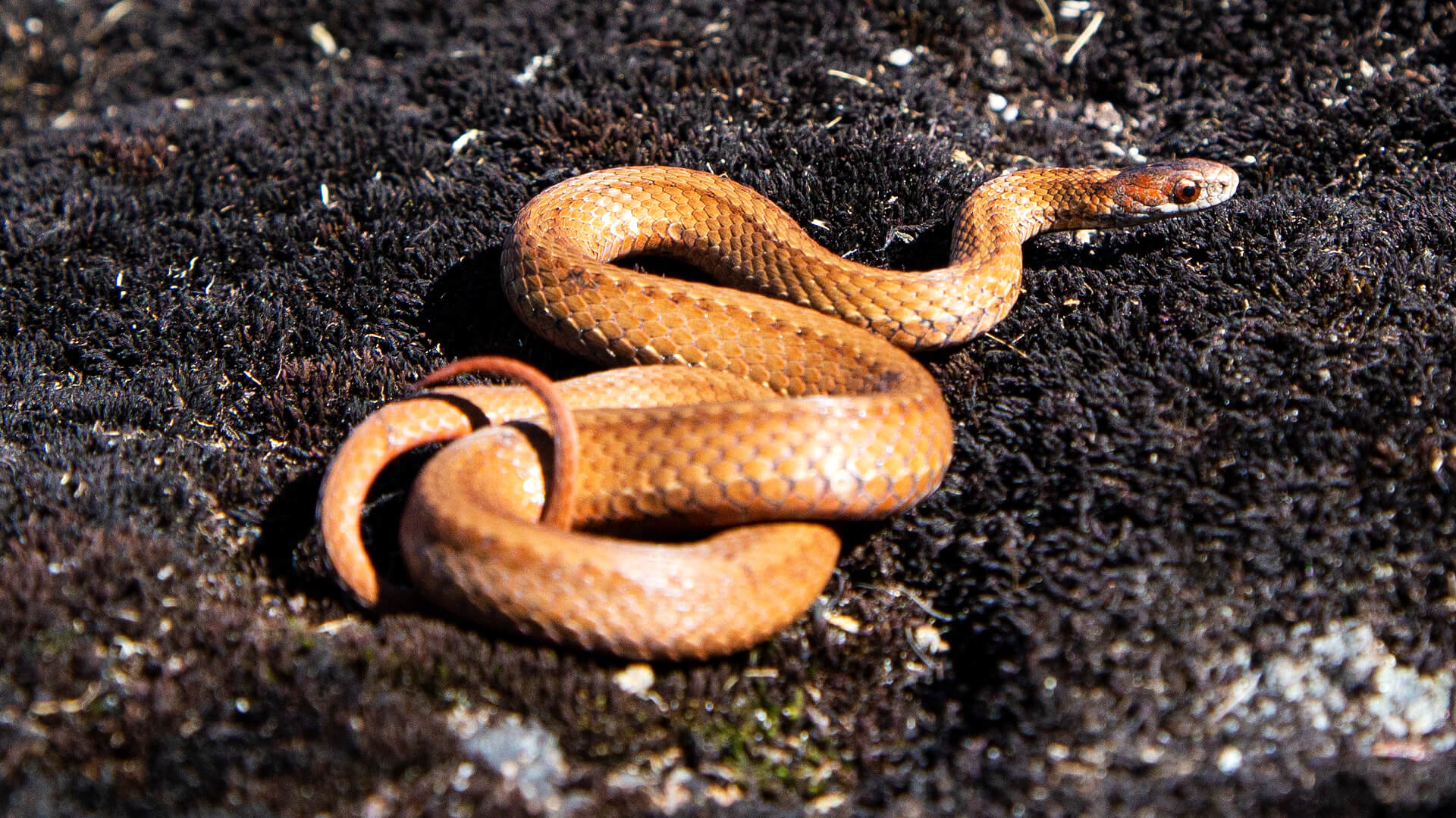 Northern Redbelly Snake