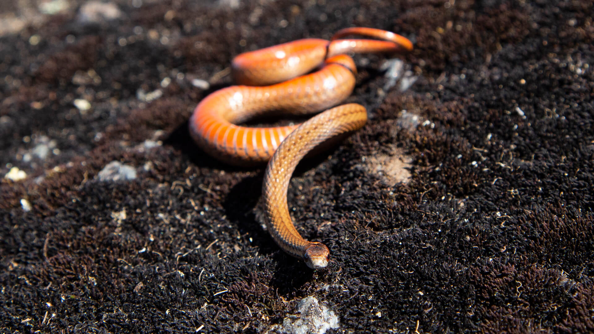 Northern Redbelly Snake