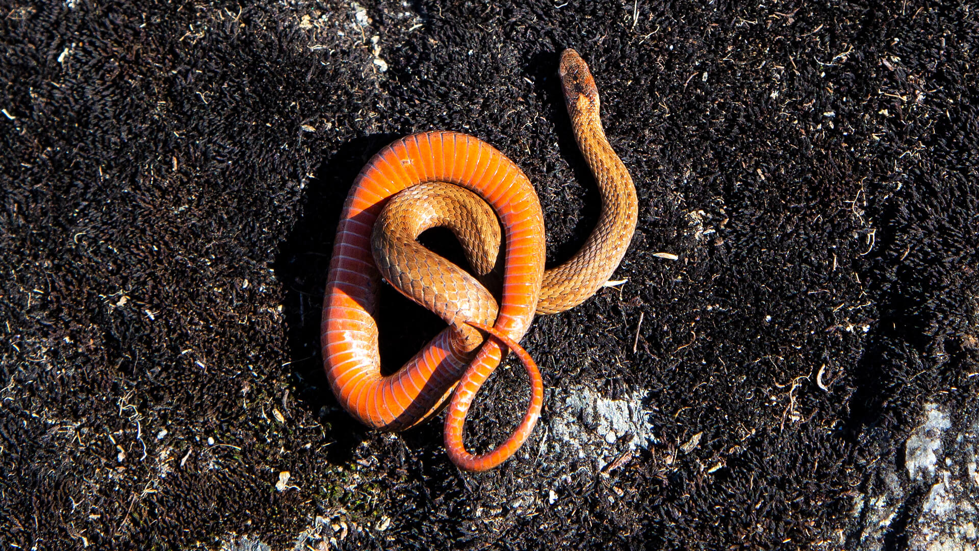 Northern Redbelly Snake