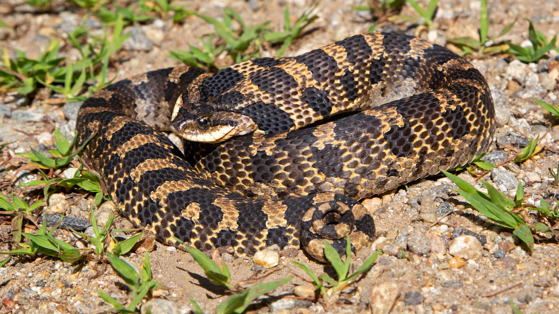 Eastern Hognose Snake