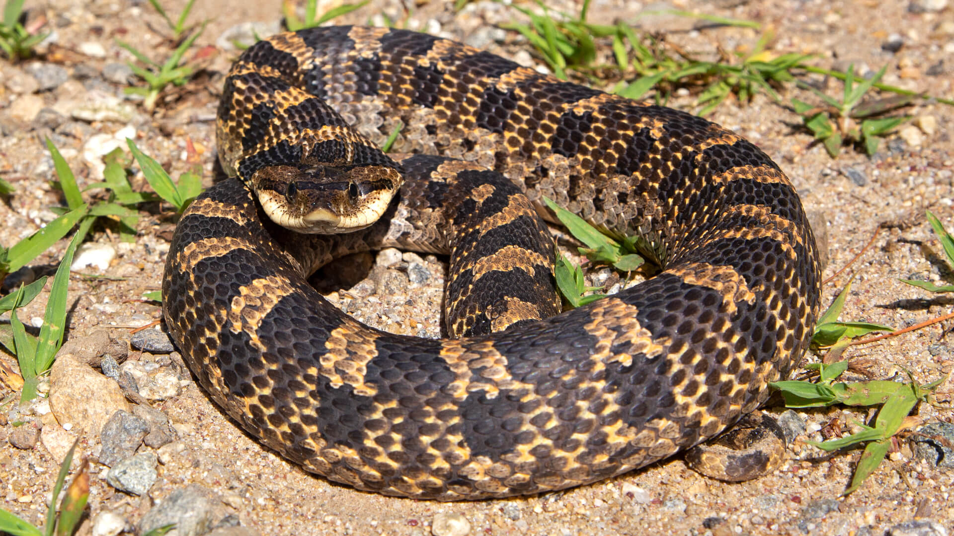 Eastern Hognose Snake