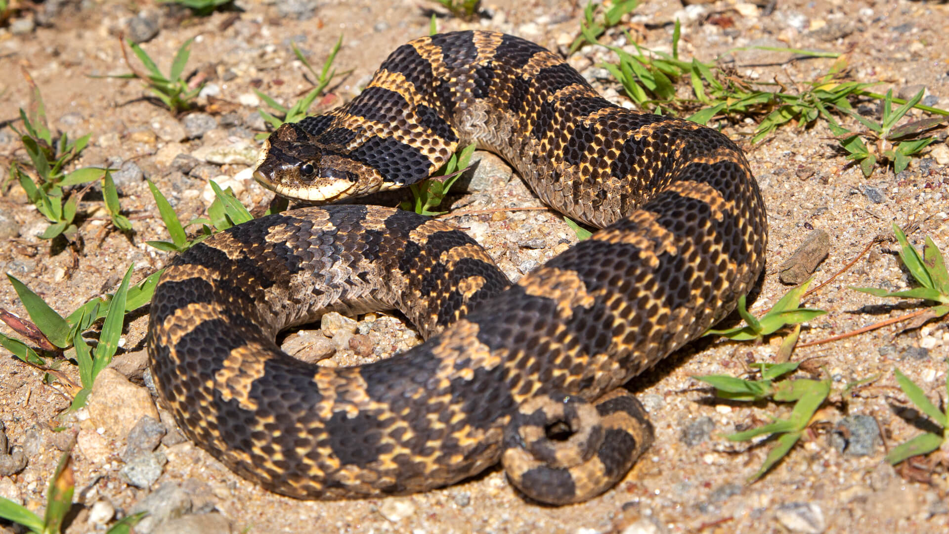 Eastern Hognose Snake