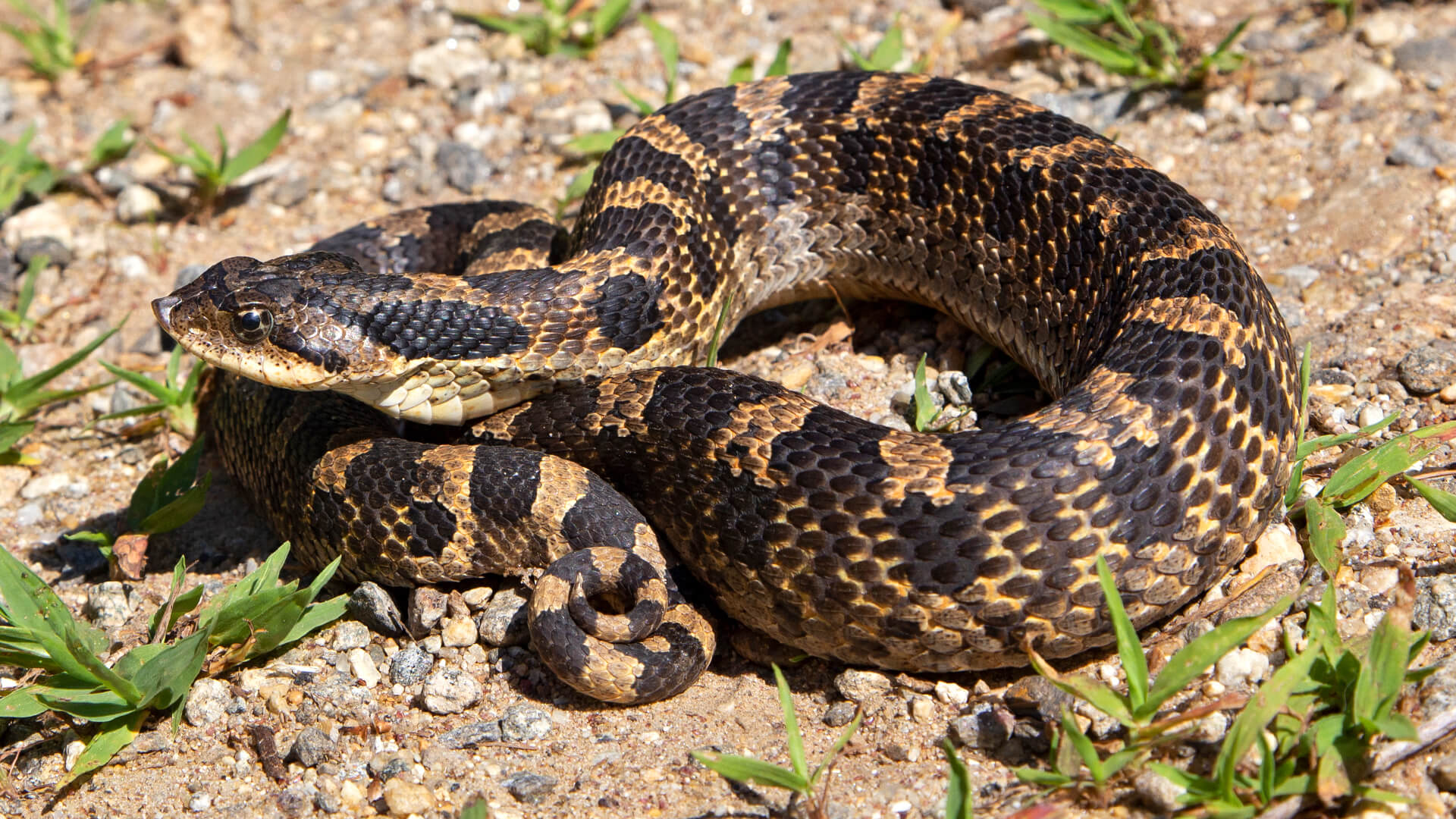 Eastern Hognose Snake