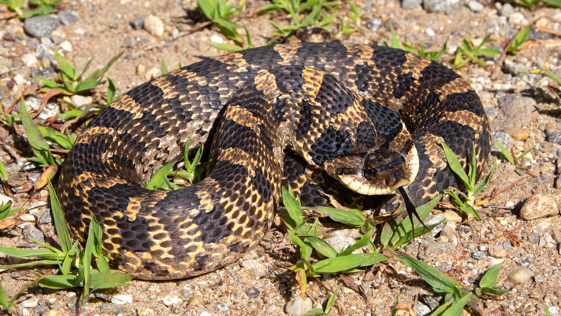 Eastern Hognose Snake