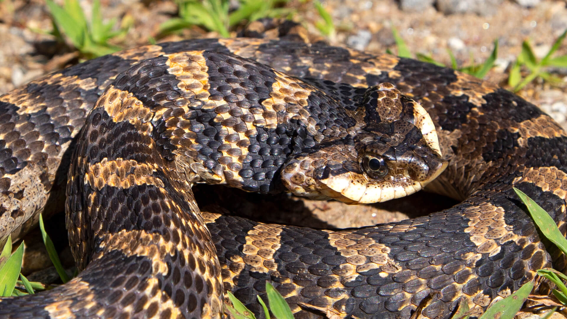 Eastern Hognose Snake