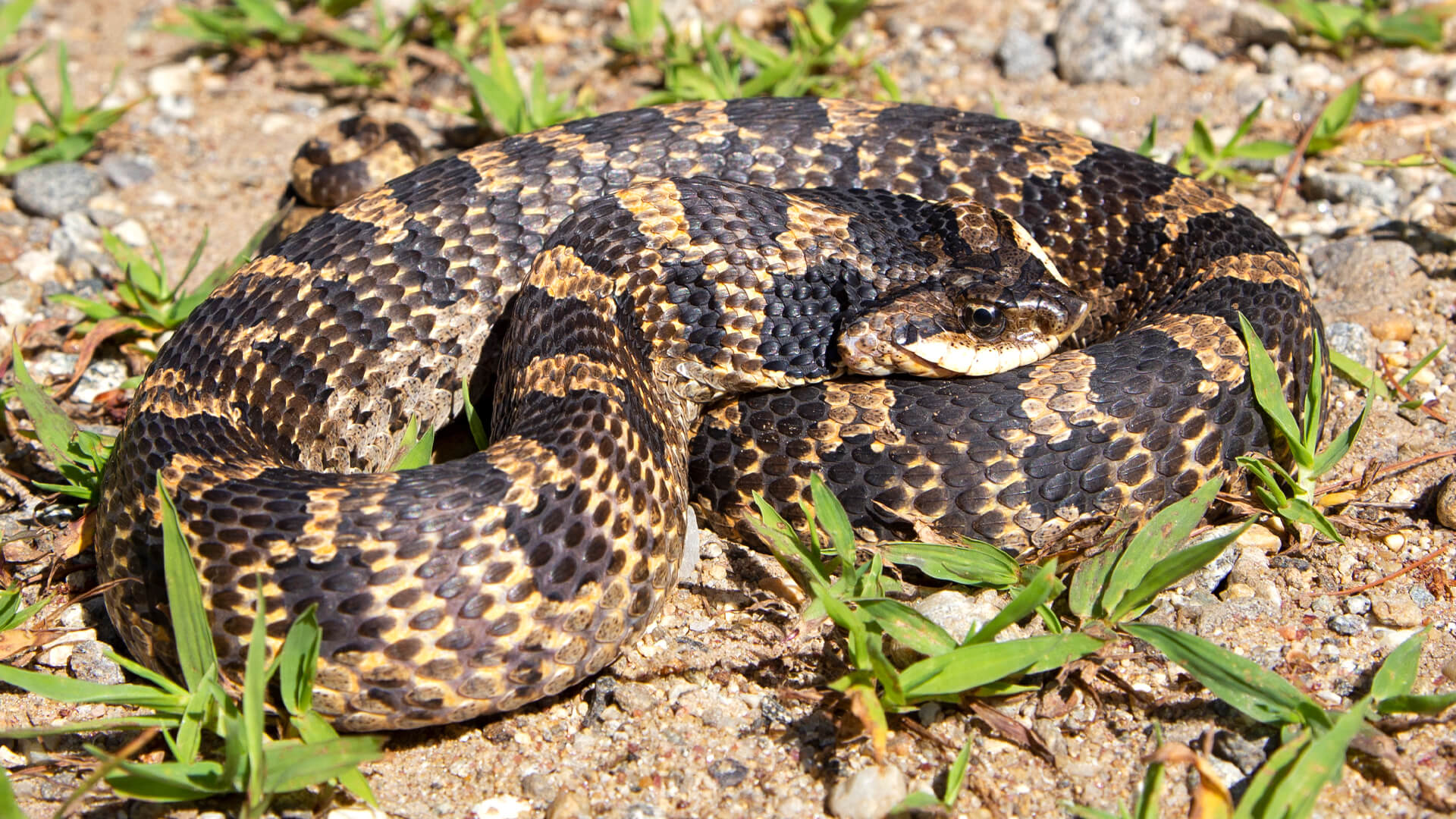 Eastern Hognose Snake