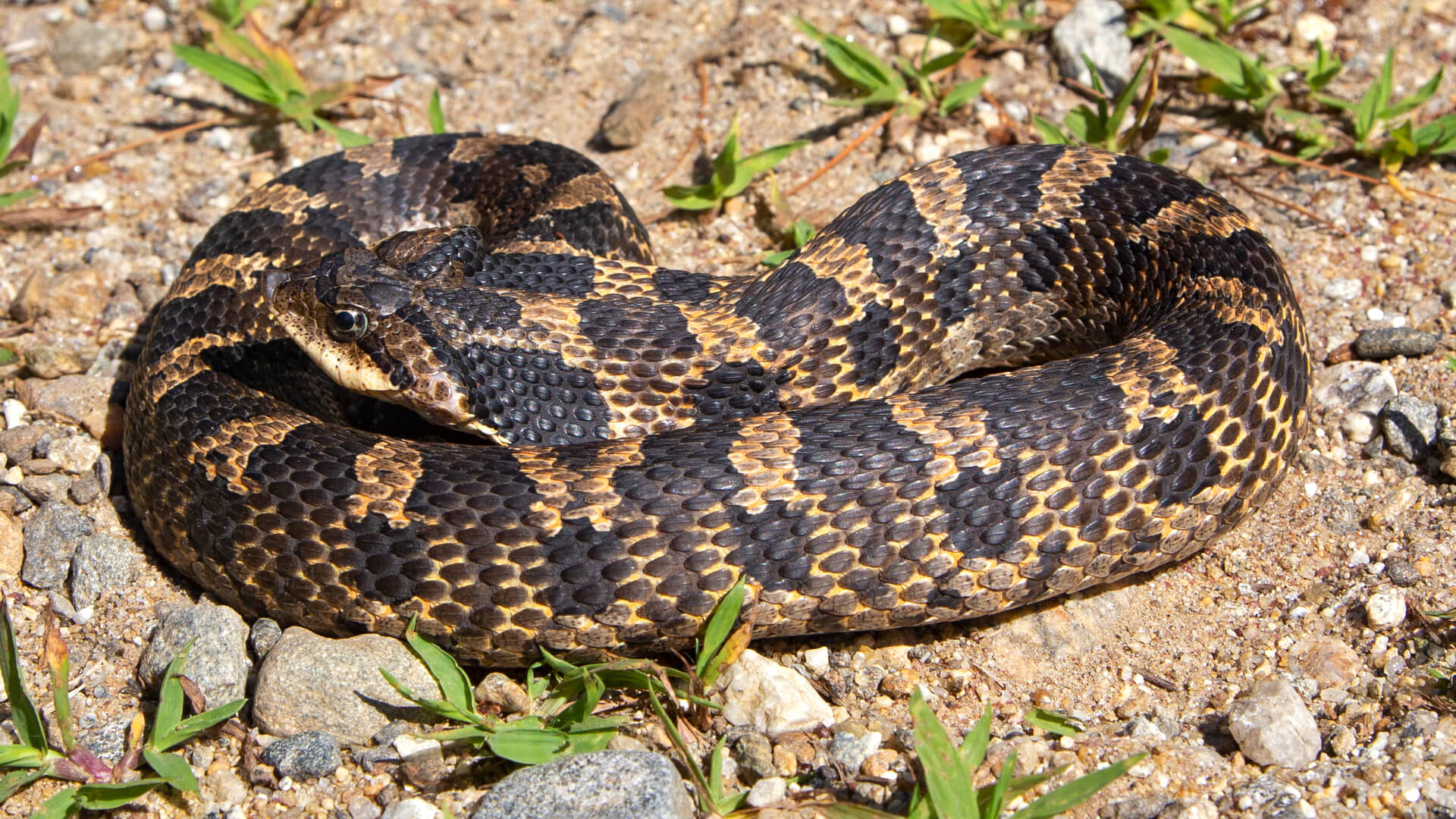 Eastern Hognose Snake