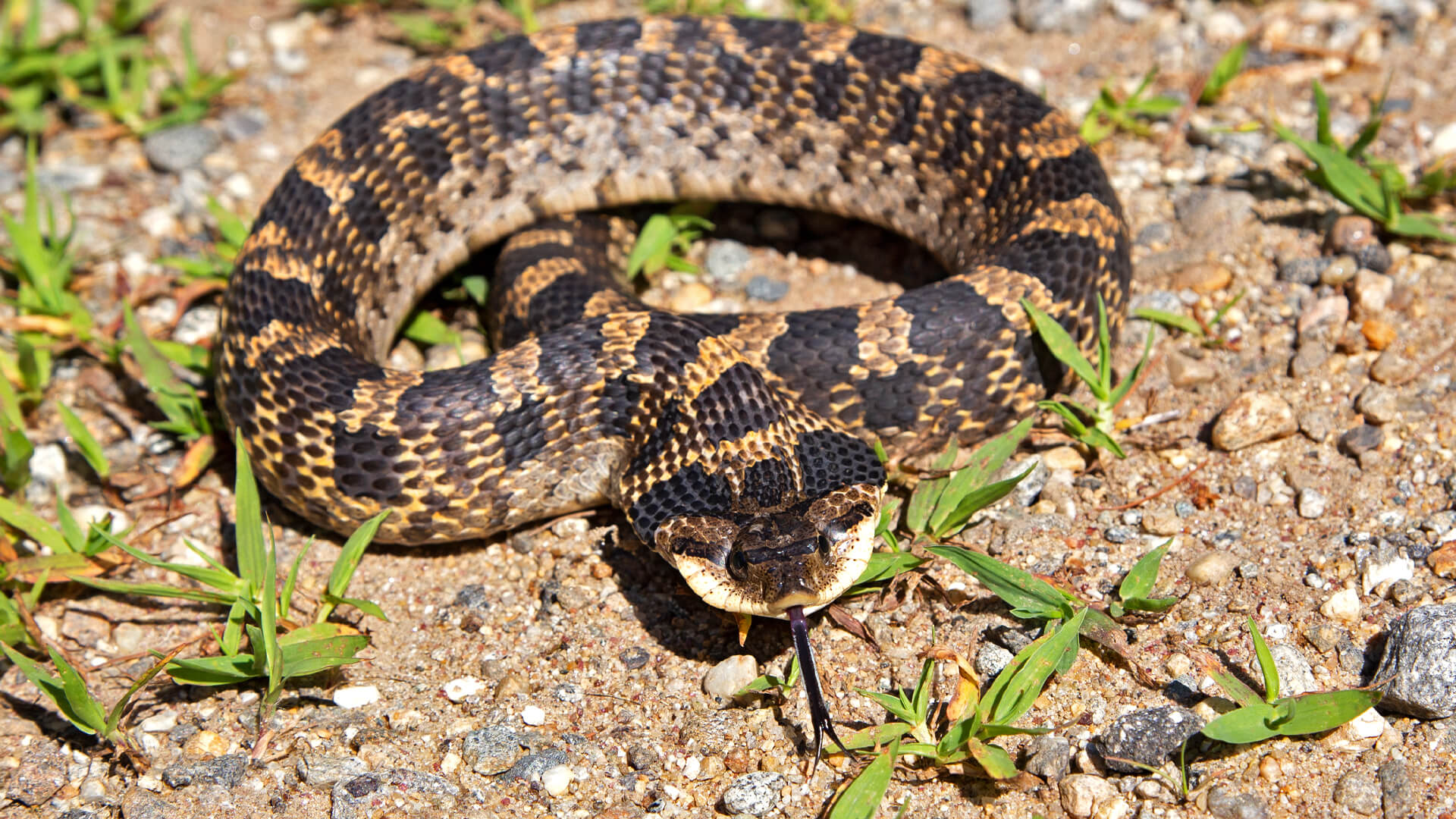 Eastern Hognose Snake