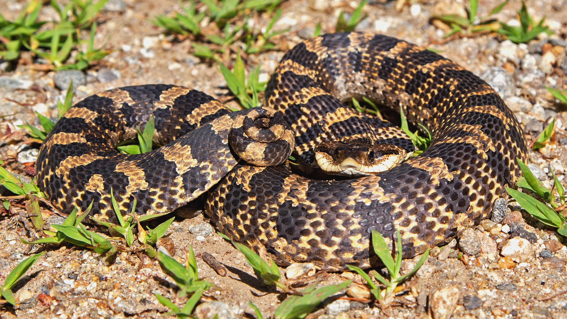 Eastern Hognose Snake