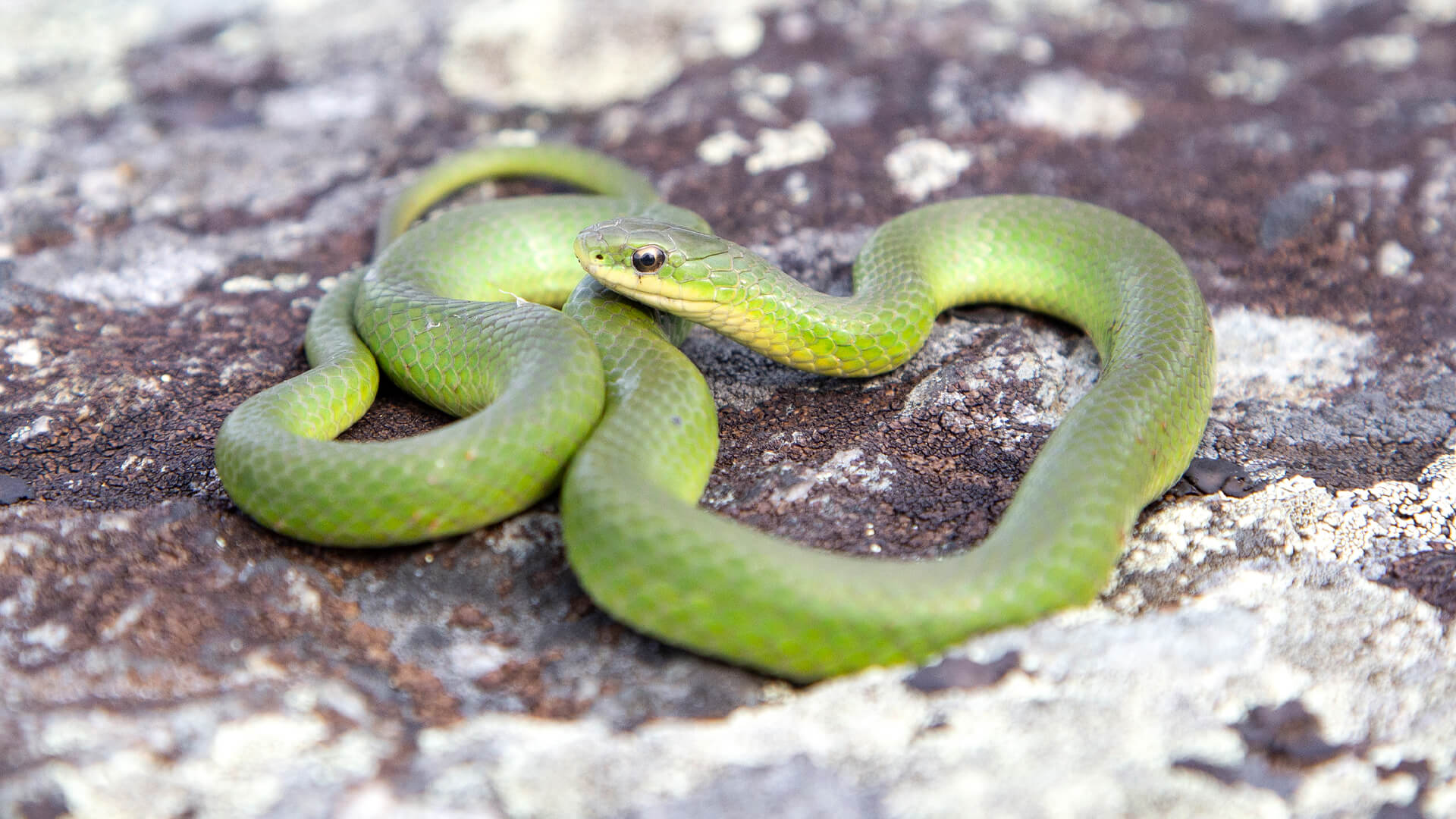 Smooth Green Snake