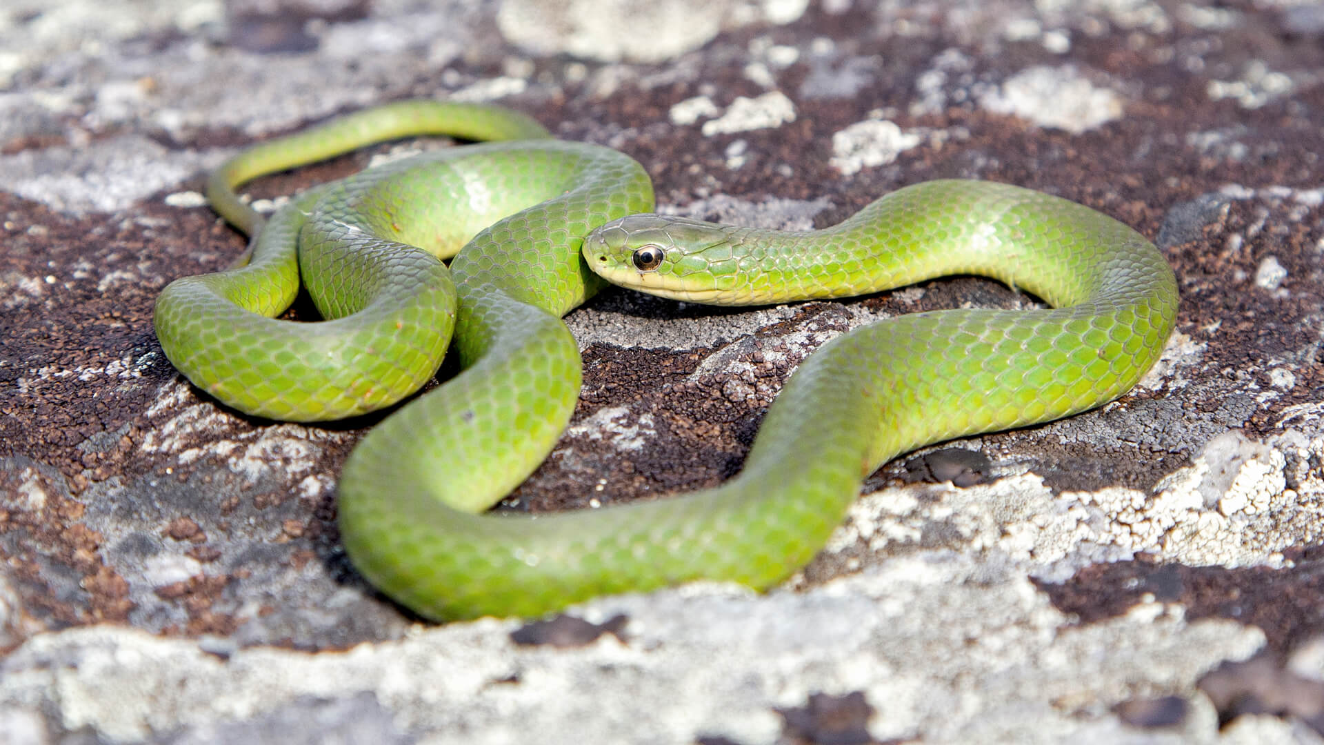 Smooth Green Snake