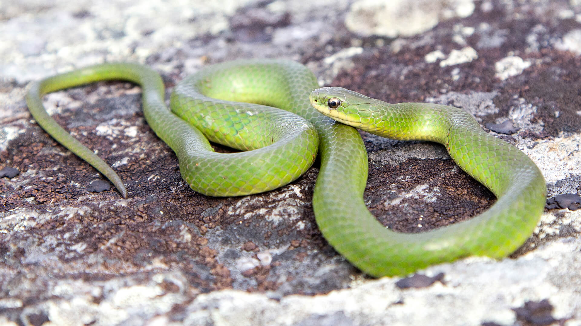 Smooth Green Snake