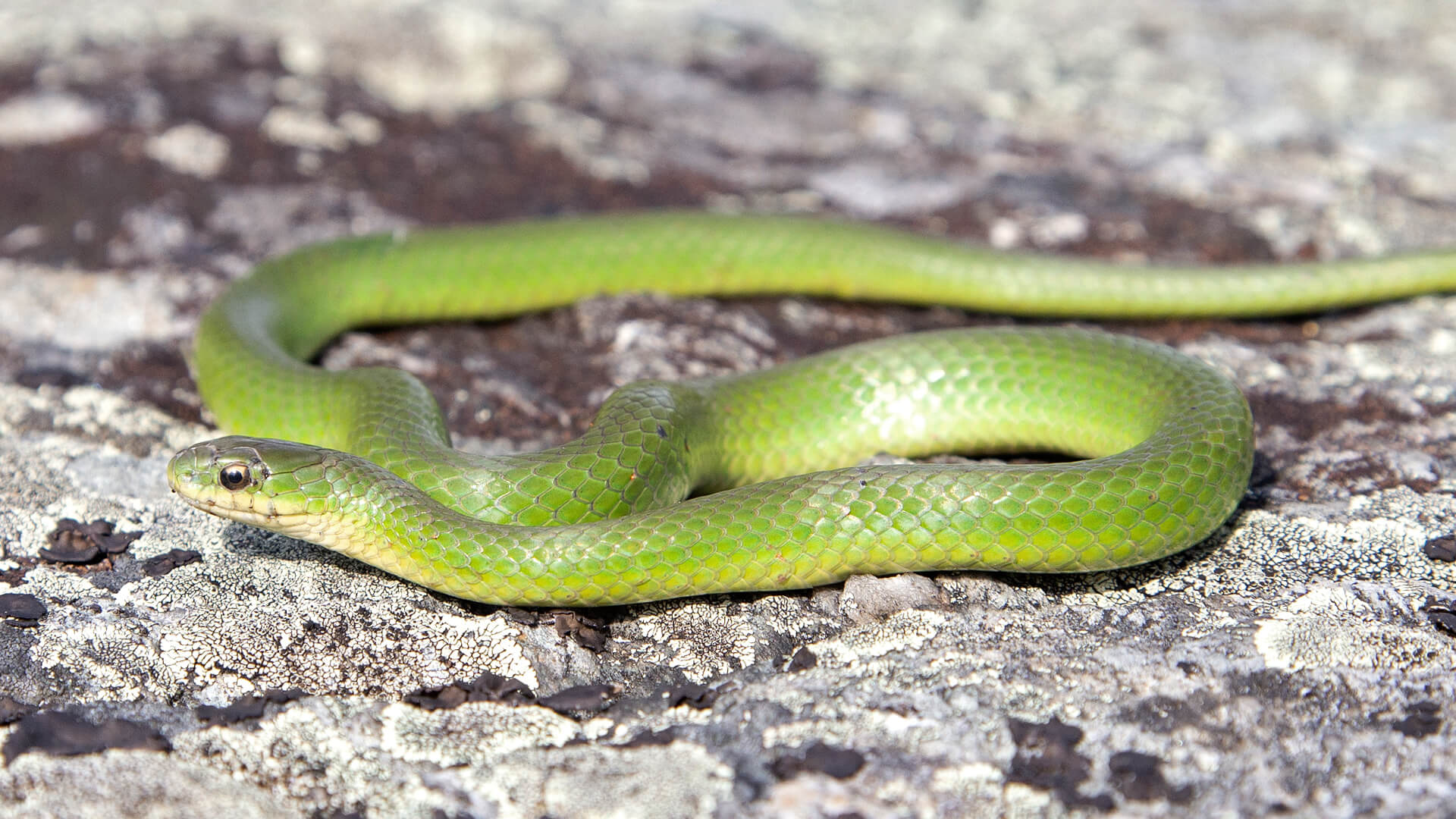 Smooth Green Snake