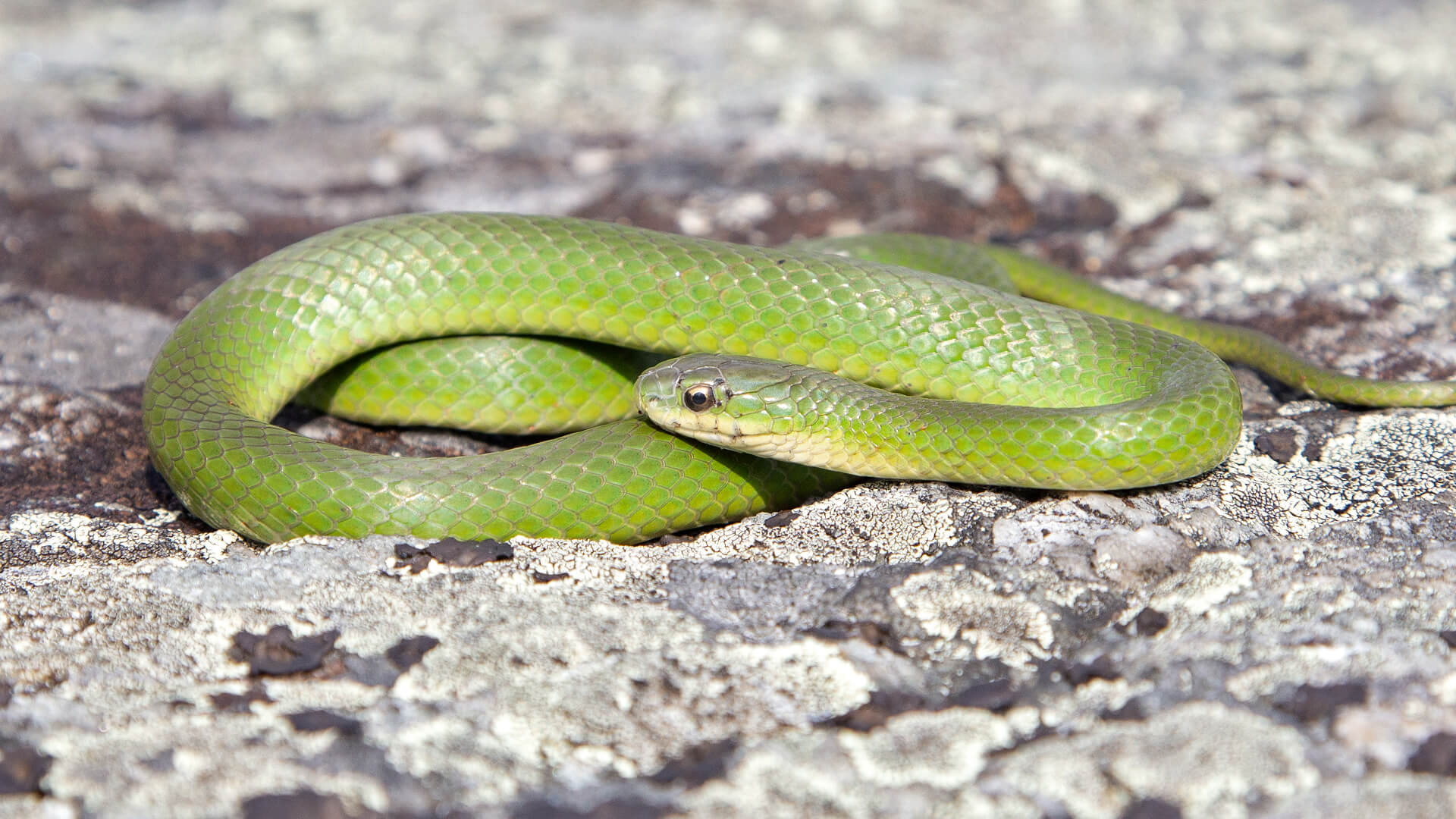 Smooth Green Snake