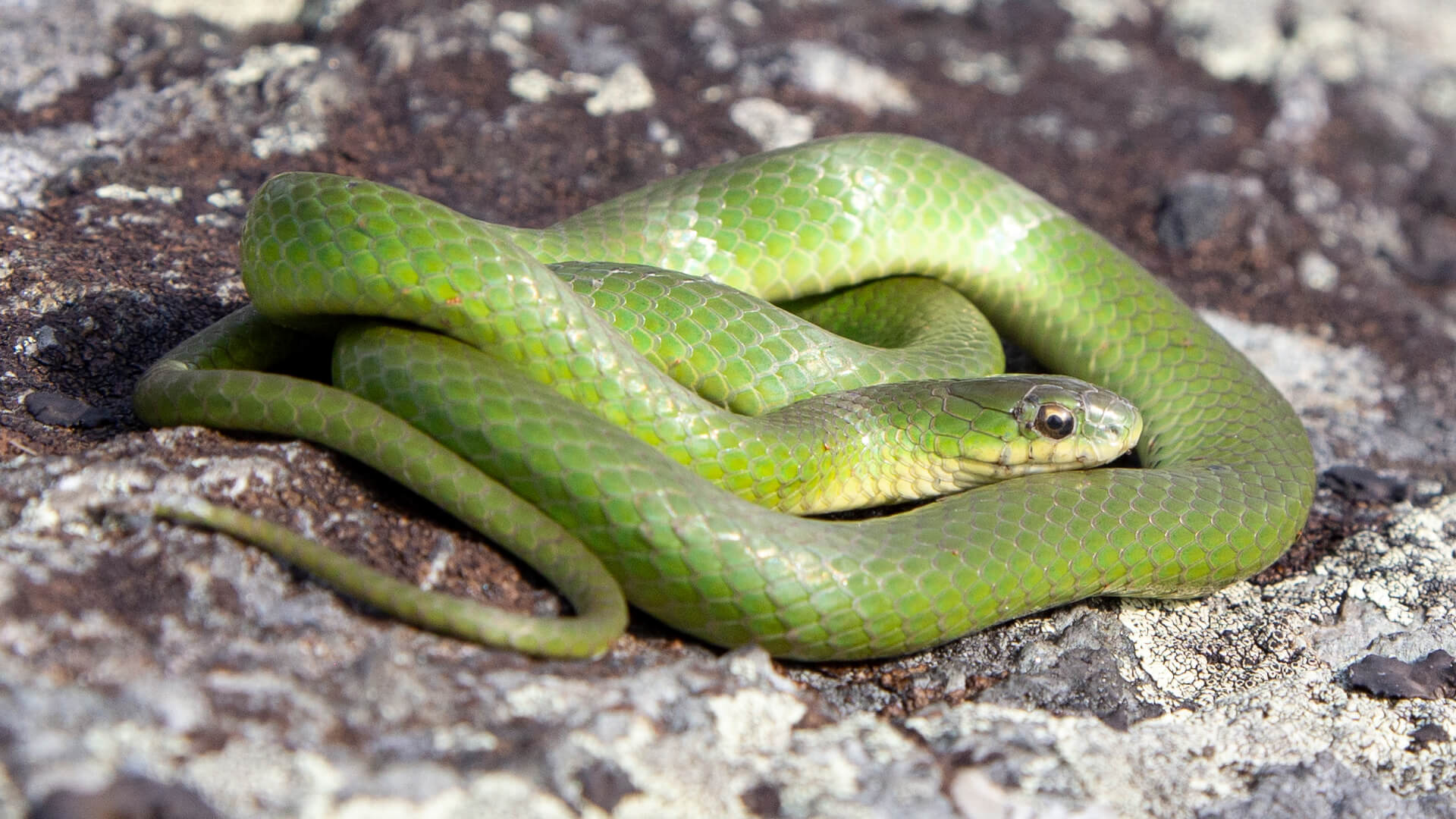 Smooth Green Snake